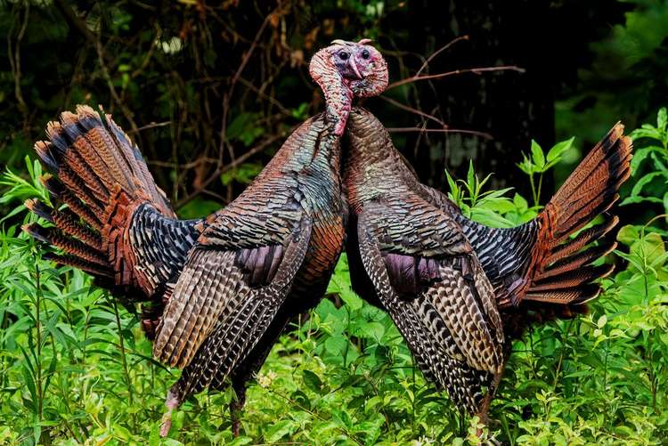 Shot By a Recurve, and 9 Other Crazy Turkey Hunting Tales Image