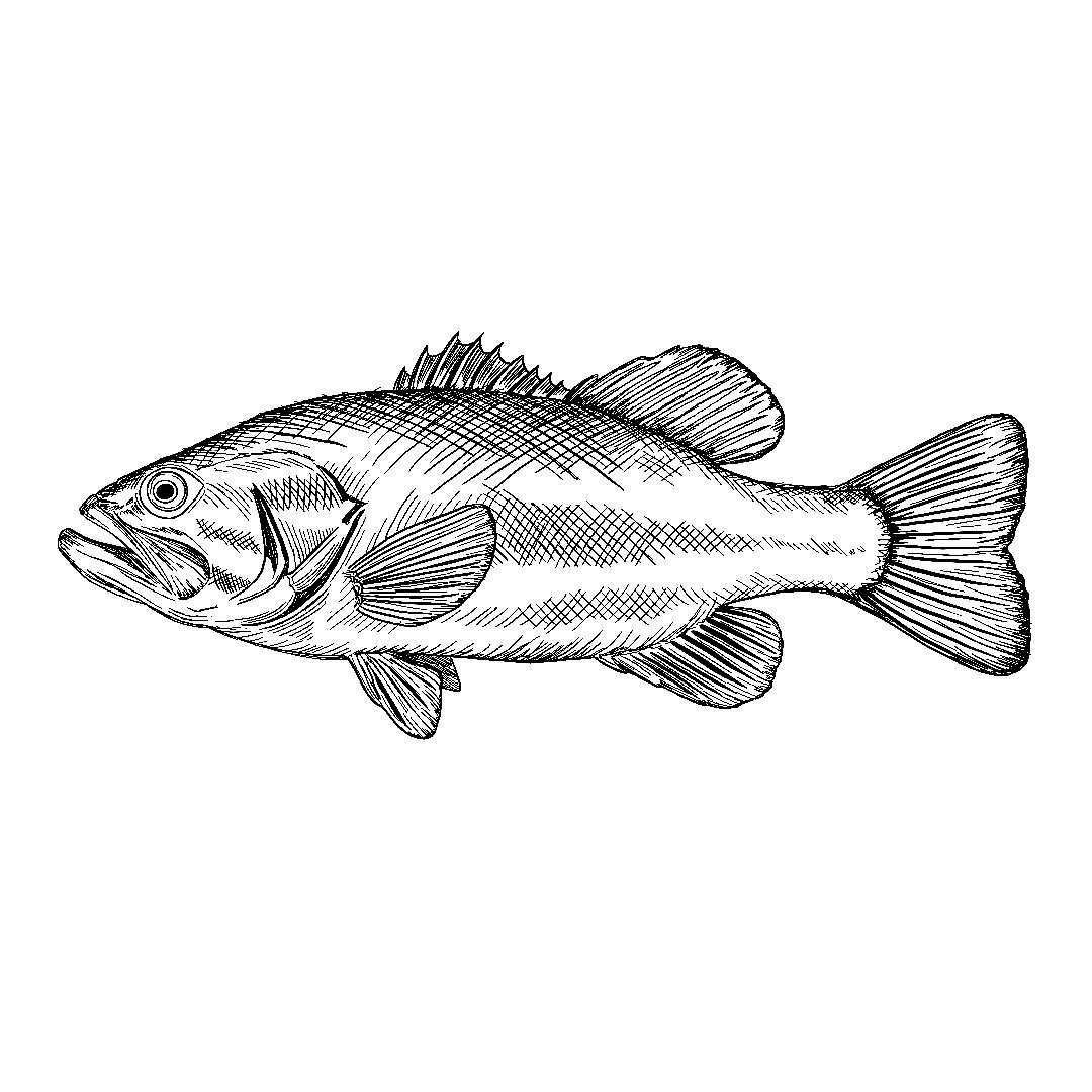Image - Fish Coloring