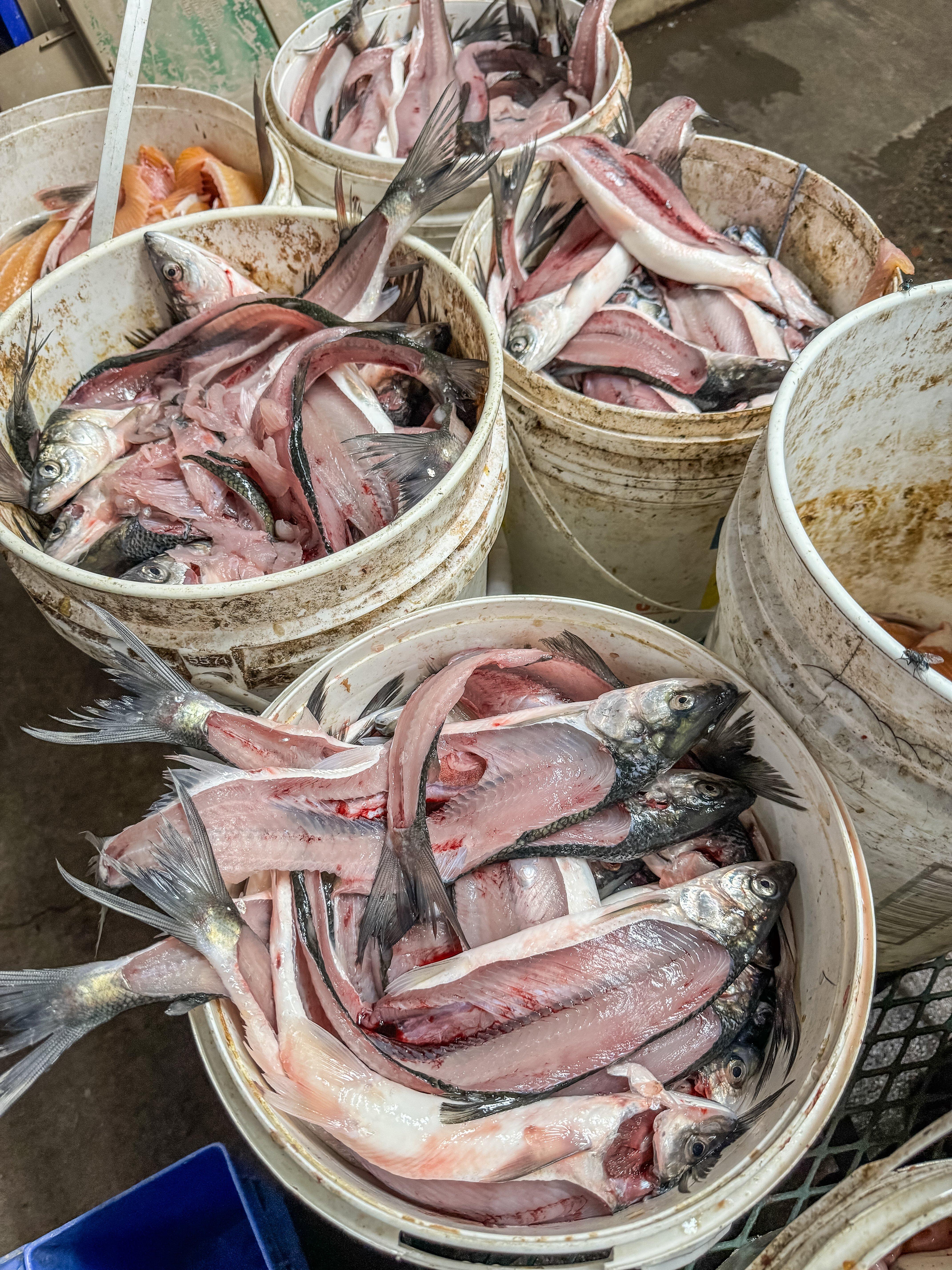 Image: fish_houses_22