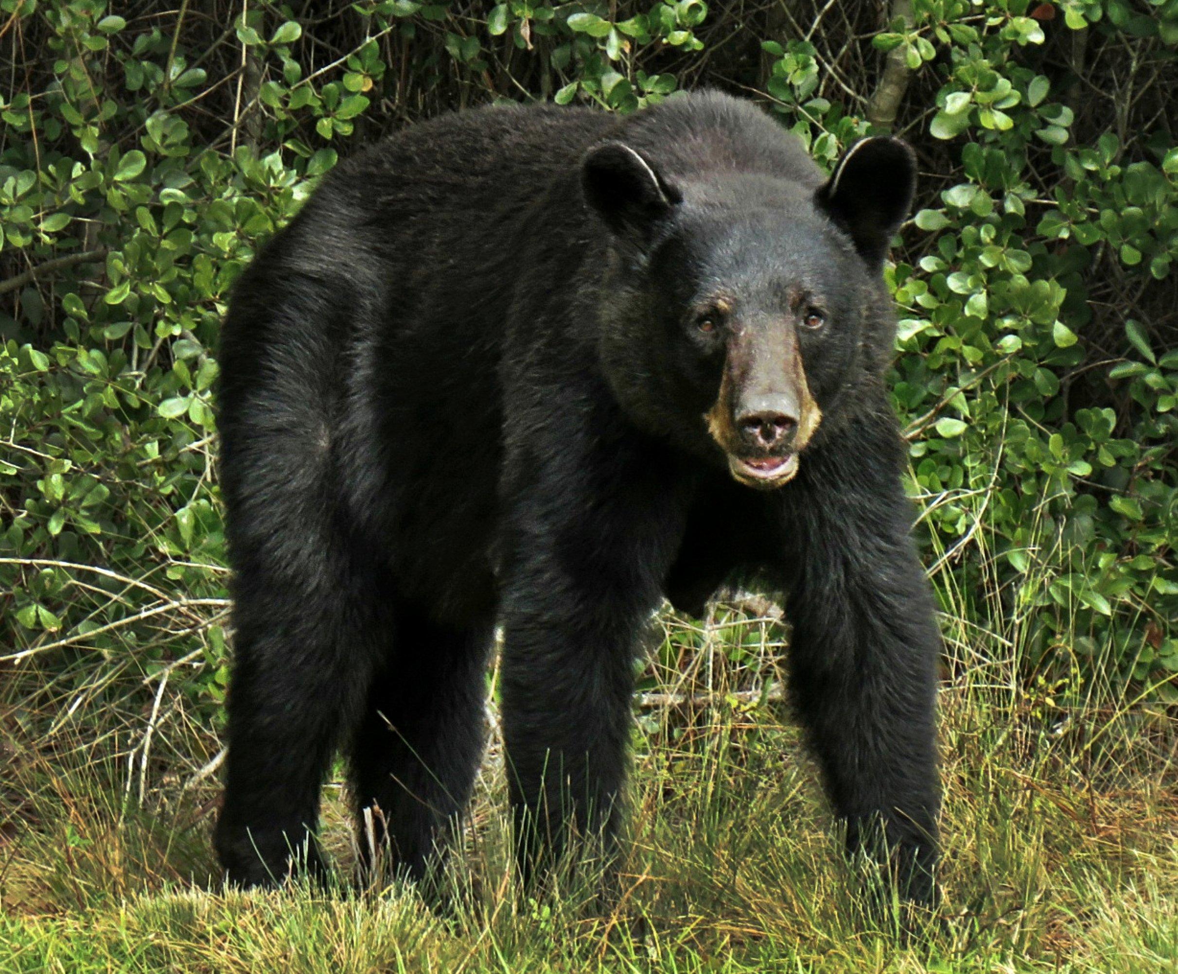 Image: fl_black_bear_hunt