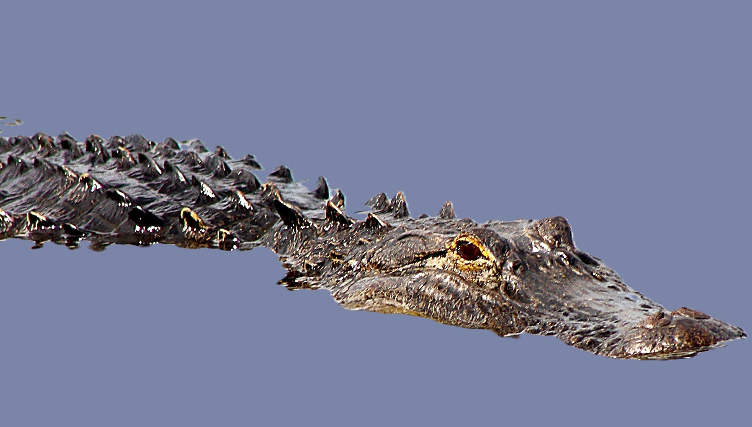 Image: fl_gator