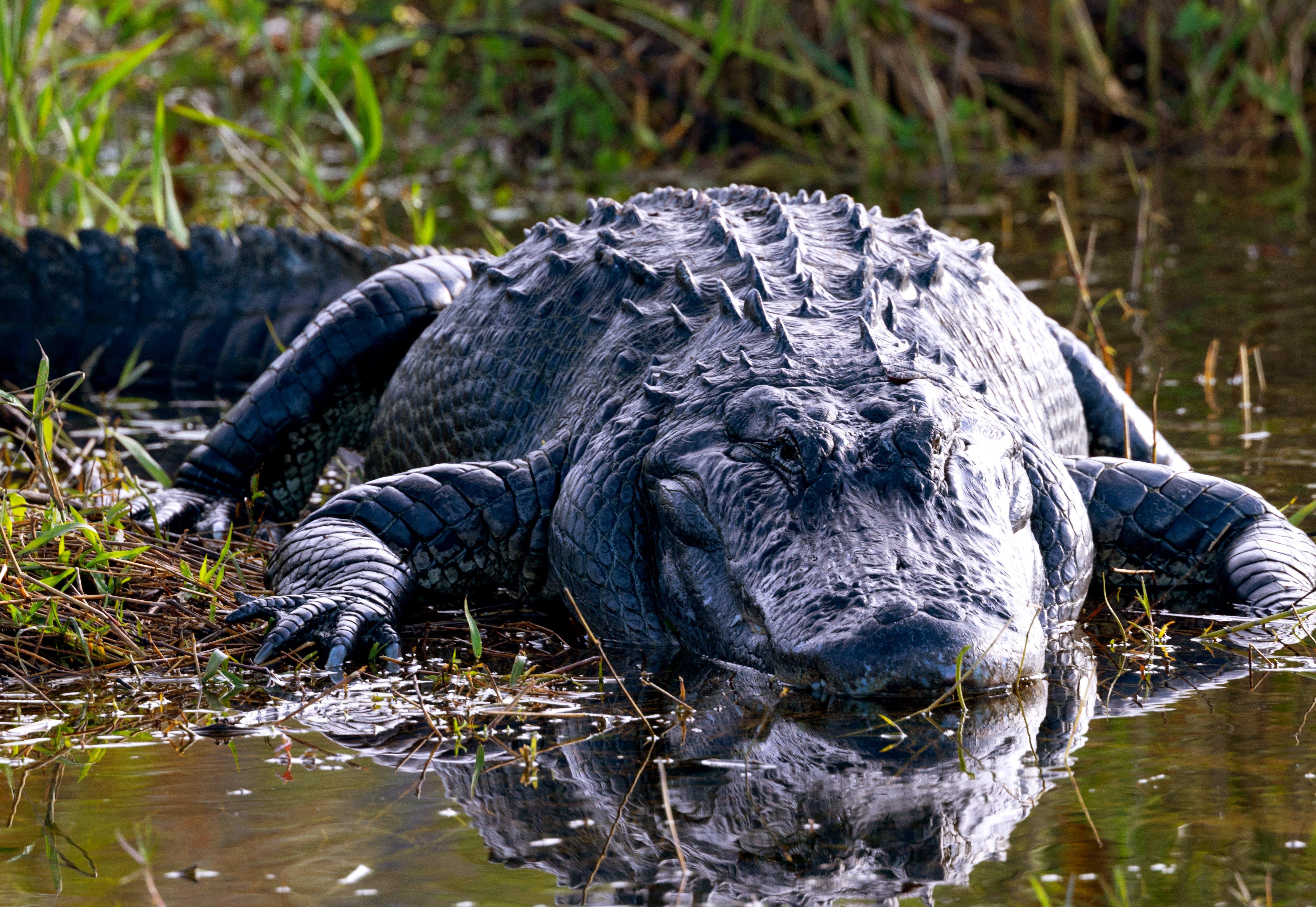 Image: fl_gator_maneater