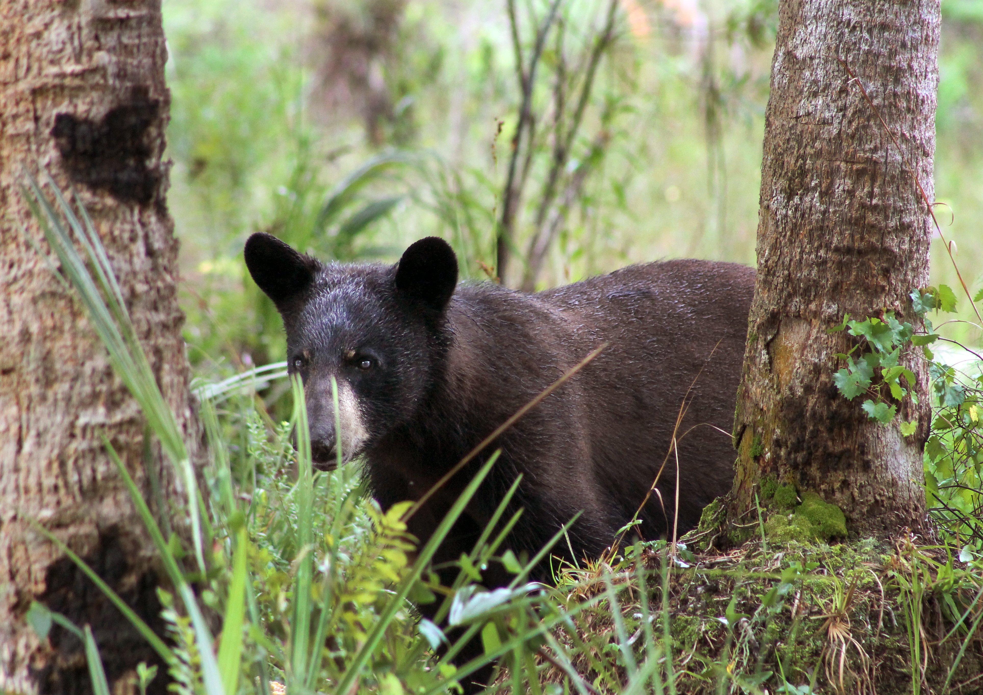 Image: fl_glades_bear