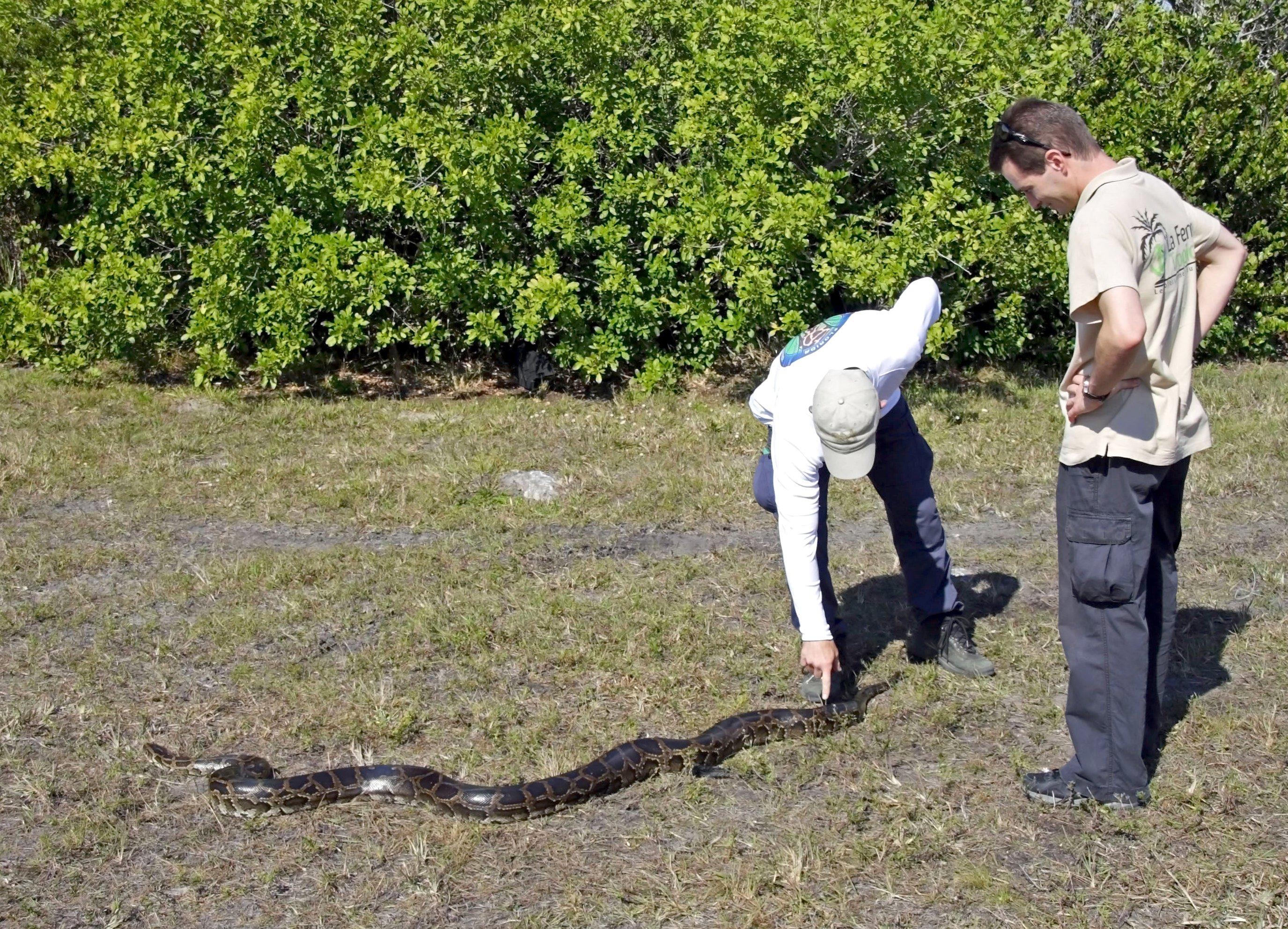 Florida Pays Contract Hunters to Capture Burmese Pythons - Realtree Camo