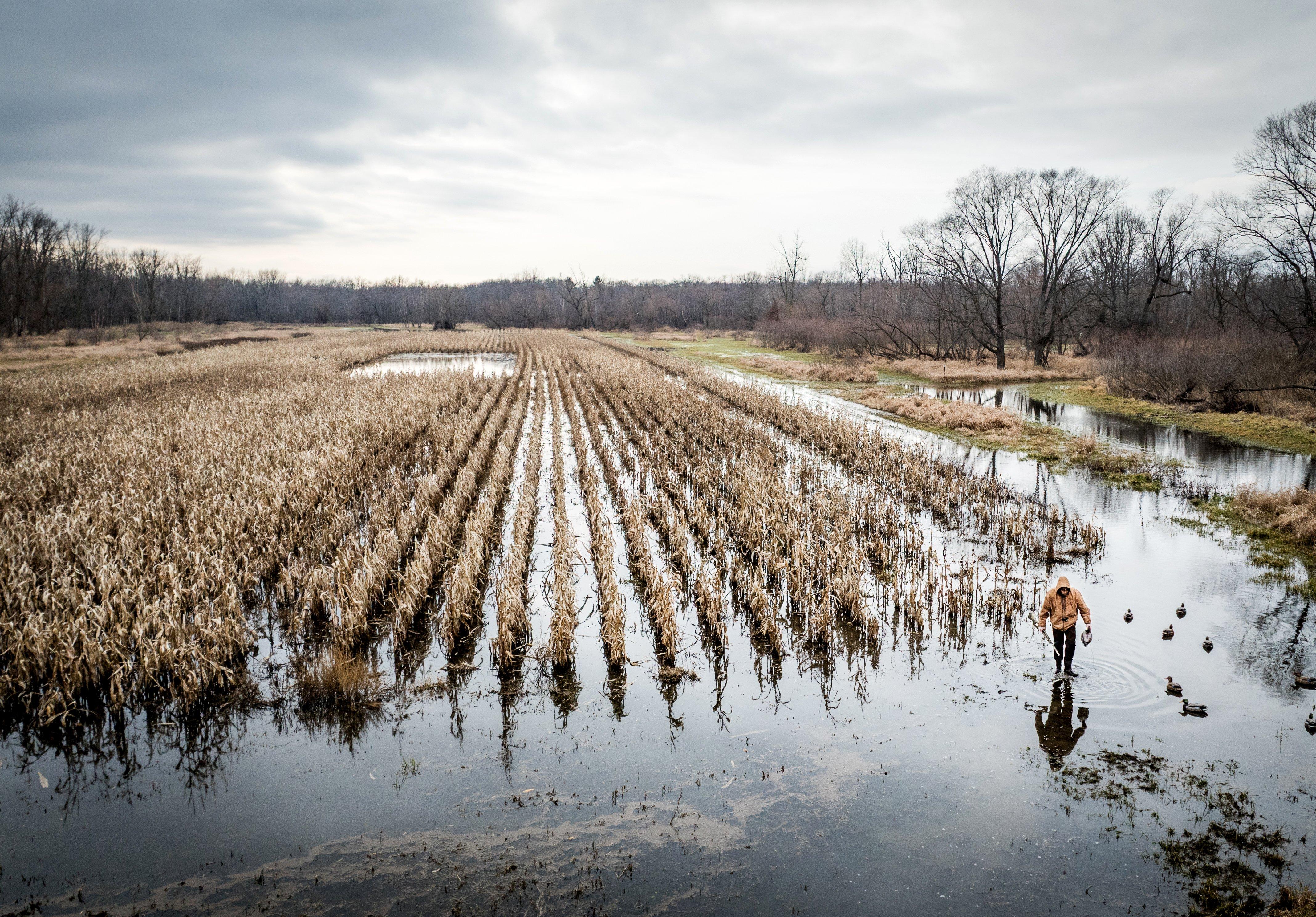 Image: flooded_corn_1