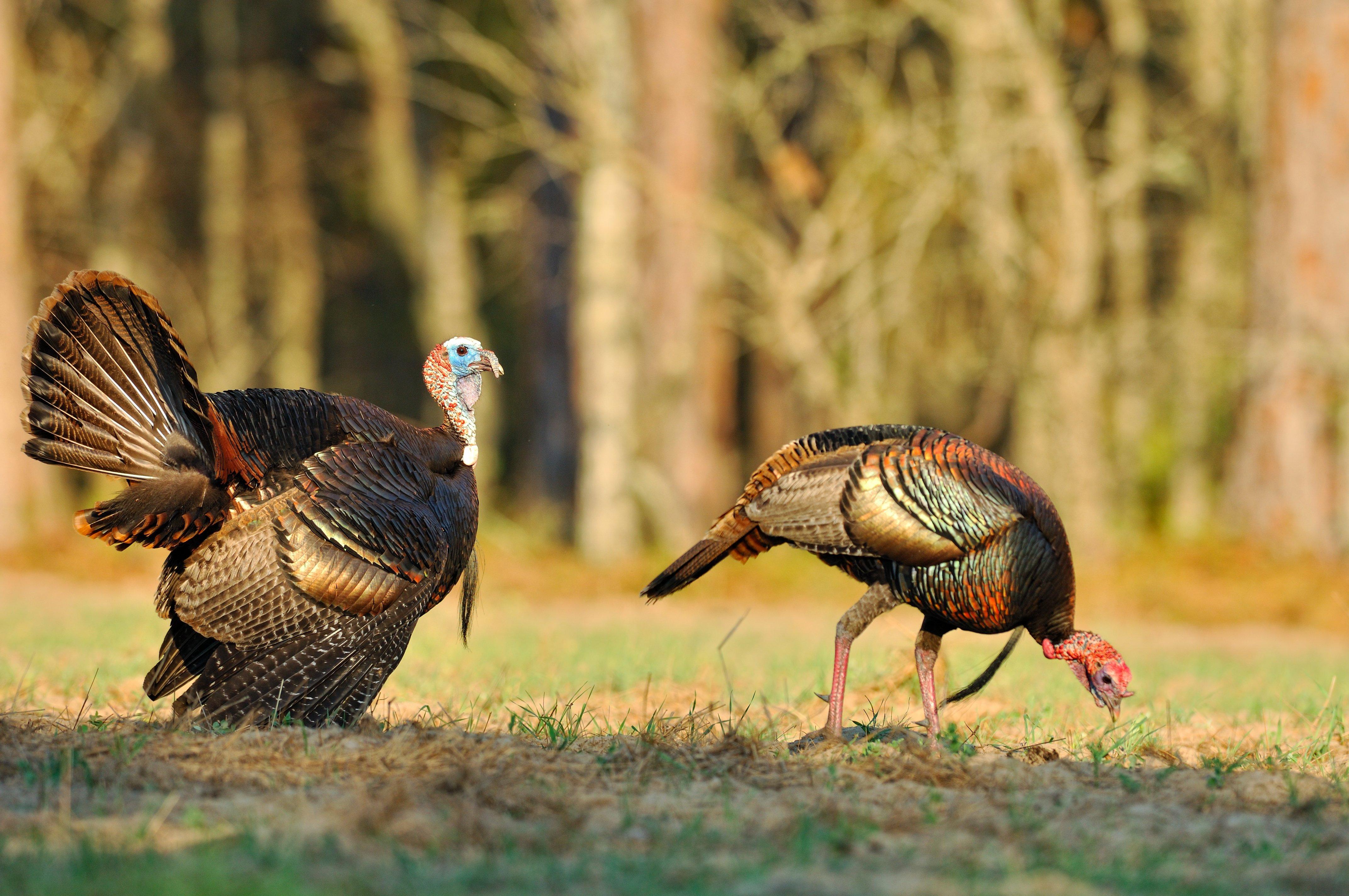 Turkey Hunting in Florida. (c) Tes Randle Jolly photo