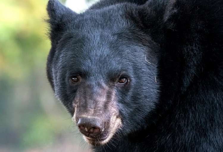 Man and His Dog Killed by Florida Black Bear Image