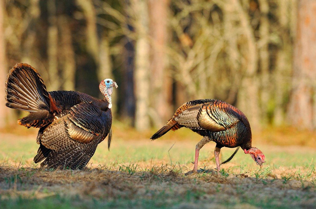 Florida is a prime early destination to start spring turkey season. Image by Tes Randle Jolly