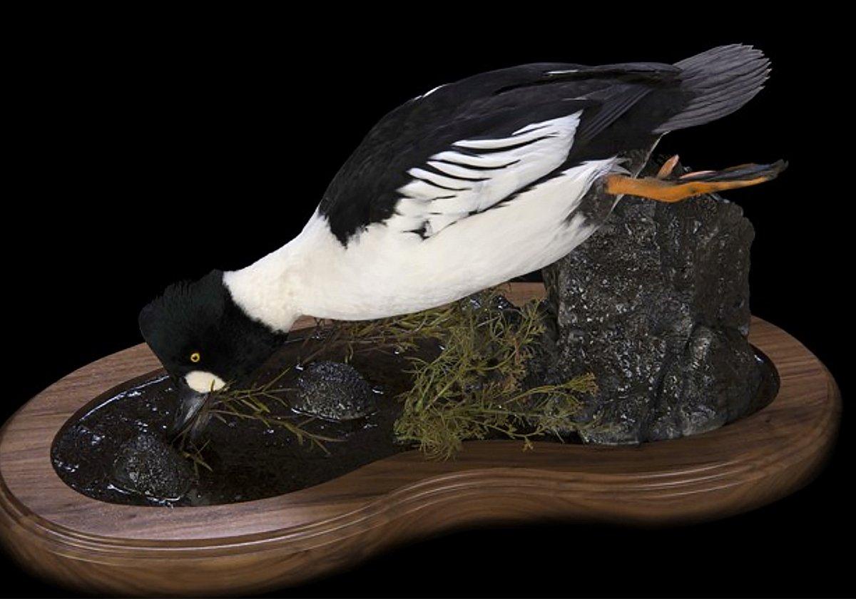 A quality waterfowl taxidermist will offer many realistic pose options. Photo © Flyway Taxidermy 