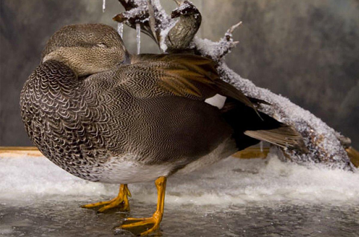 A finely crafted waterfowl mount will let you relive a hunt for years. Photo © Flyway Taxidermy