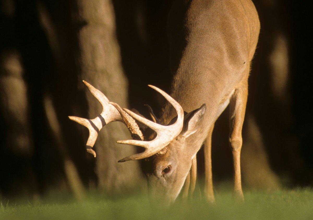 How To Make Food Plot Planting Easier With Small-Scale Equip - North  American Whitetail