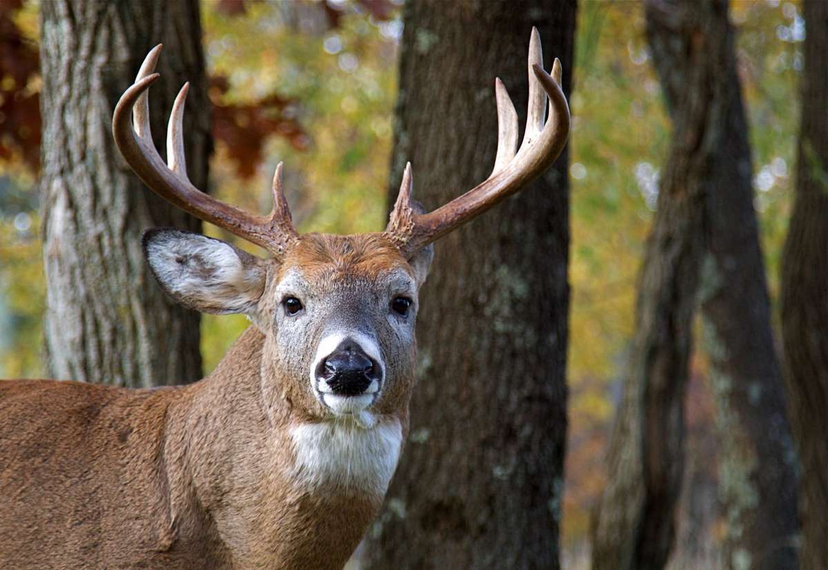 Realtree's Deer Hunting Forecast | Oct. 24-30 - Realtree Camo