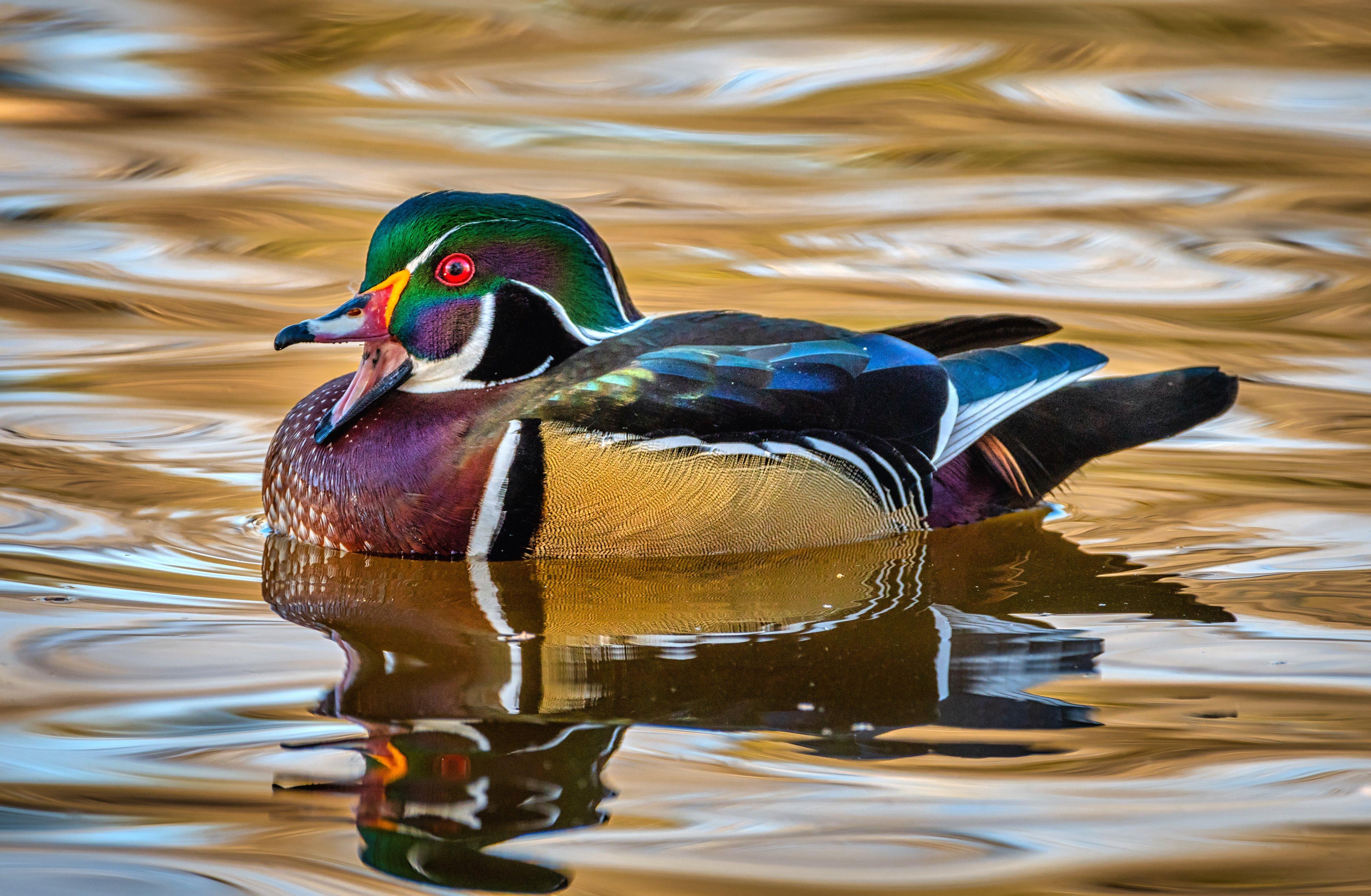 Image: forecast_woodie