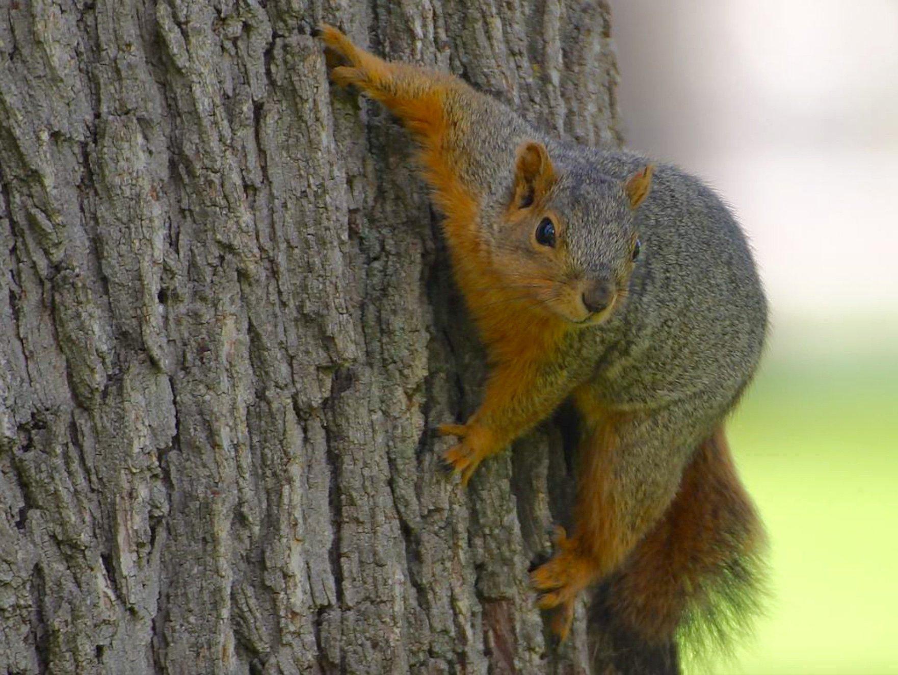 Courtesy photo, Flextone