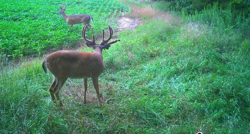 Trail camera intel was crucial is finding and targeting this giant whitetail. (Frank Ellis photo)