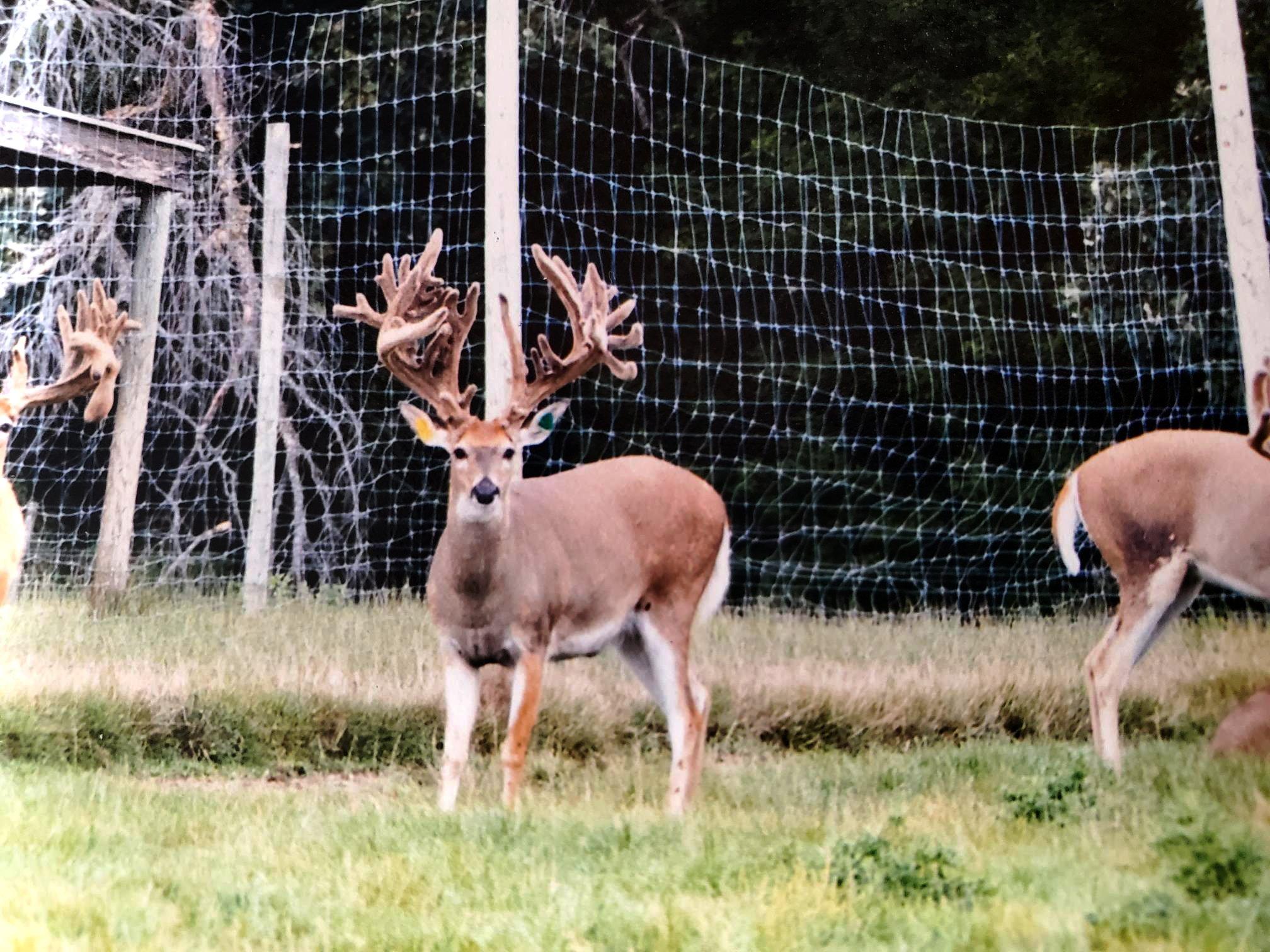 Image: fraudulent_buck_3