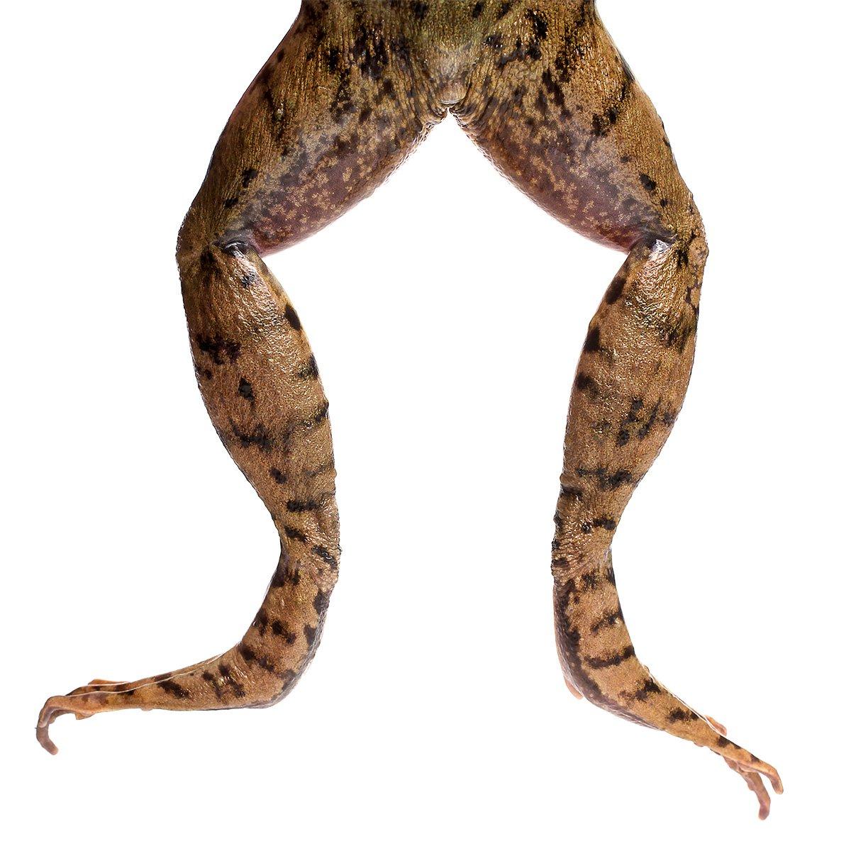 Frog Legs