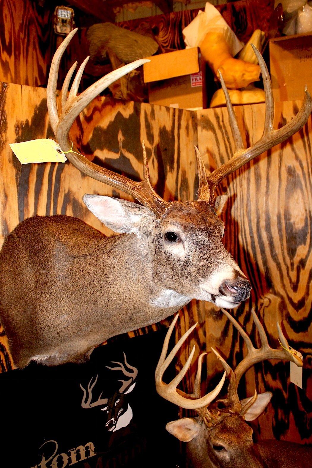 Whitetail deer clearance mounts