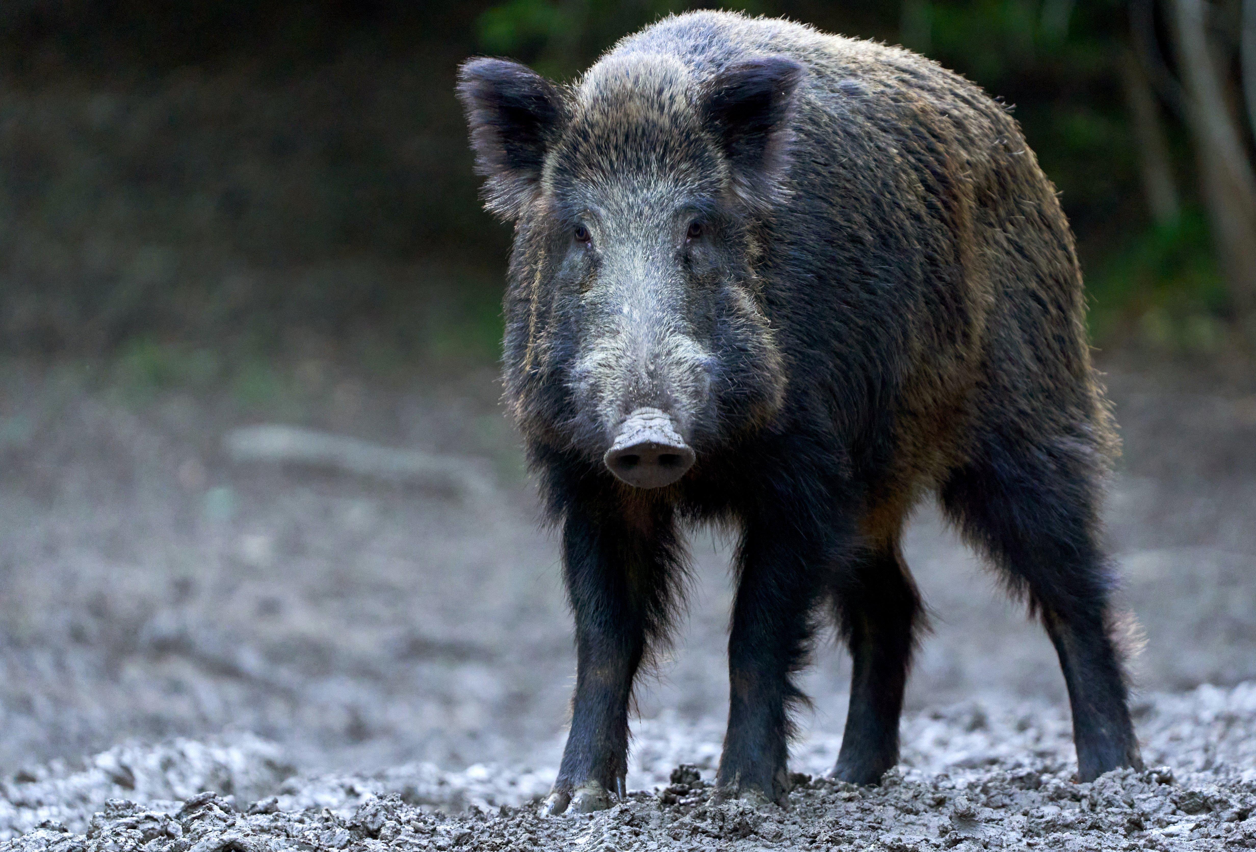 Image: ga_wild_hog_hunting