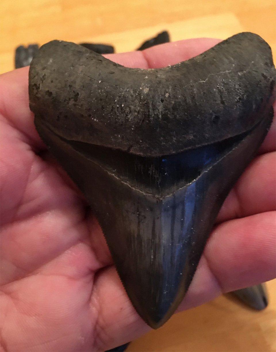 This is one of many megalodon teeth discovered by Gary Smith while scouting for hogs in Florida. (Image by Gary Smith)