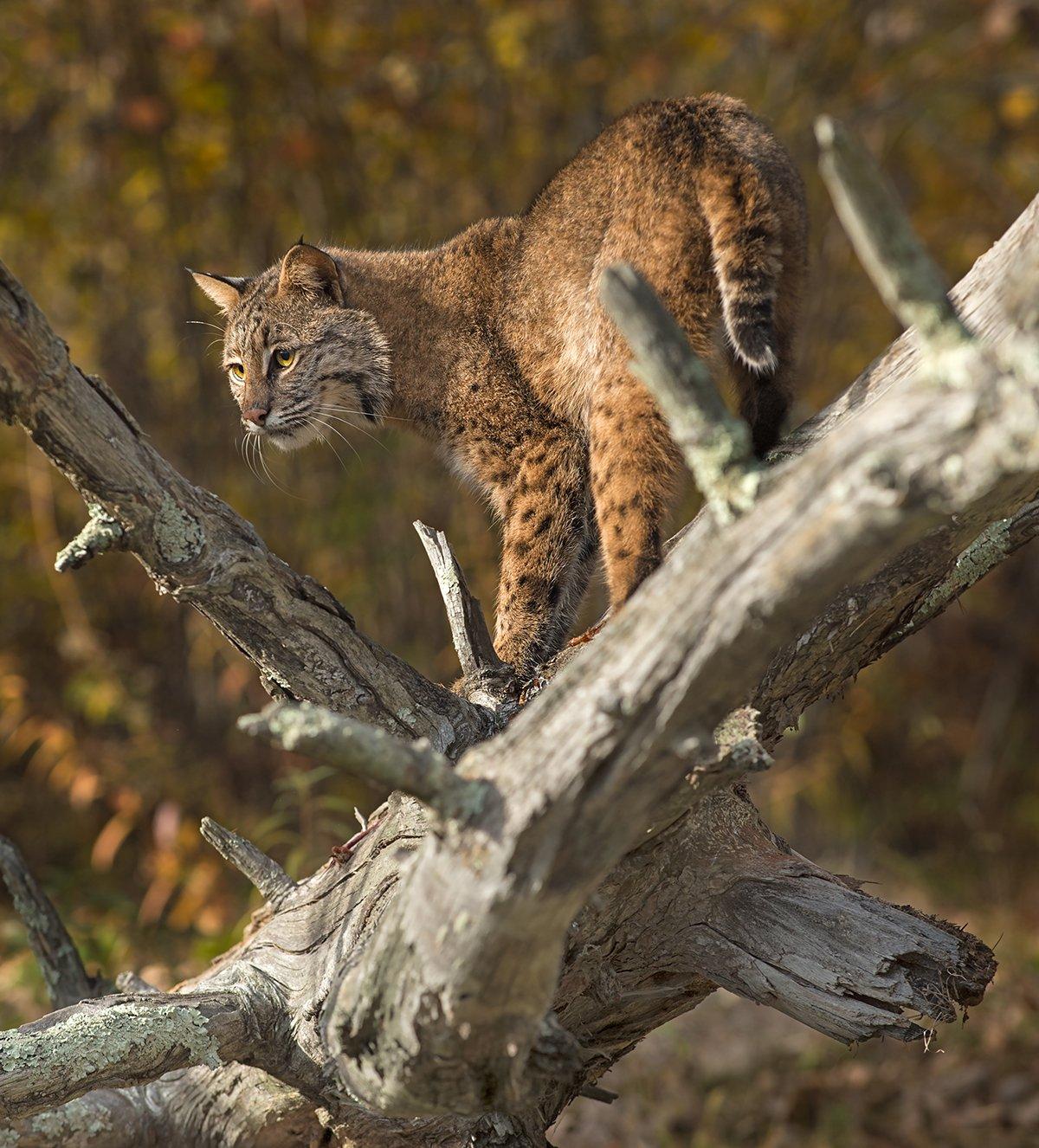 The New Hampshire Fish and Game Commission has approved a bobcat season for 2016-'17. Photo © Geoffrey Kuchera/Shutterstock.com