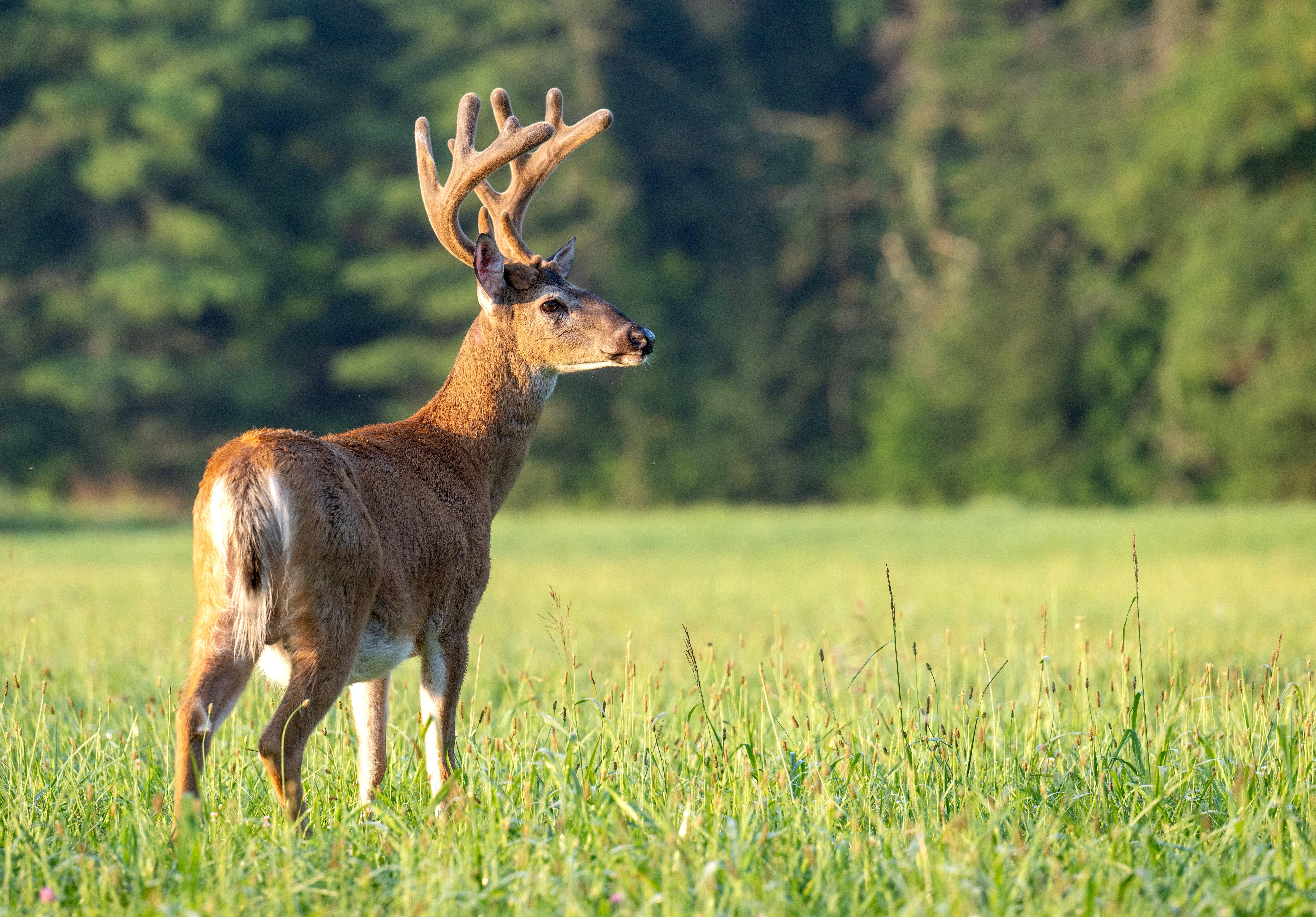 Image: georgia_whitetail_an_2