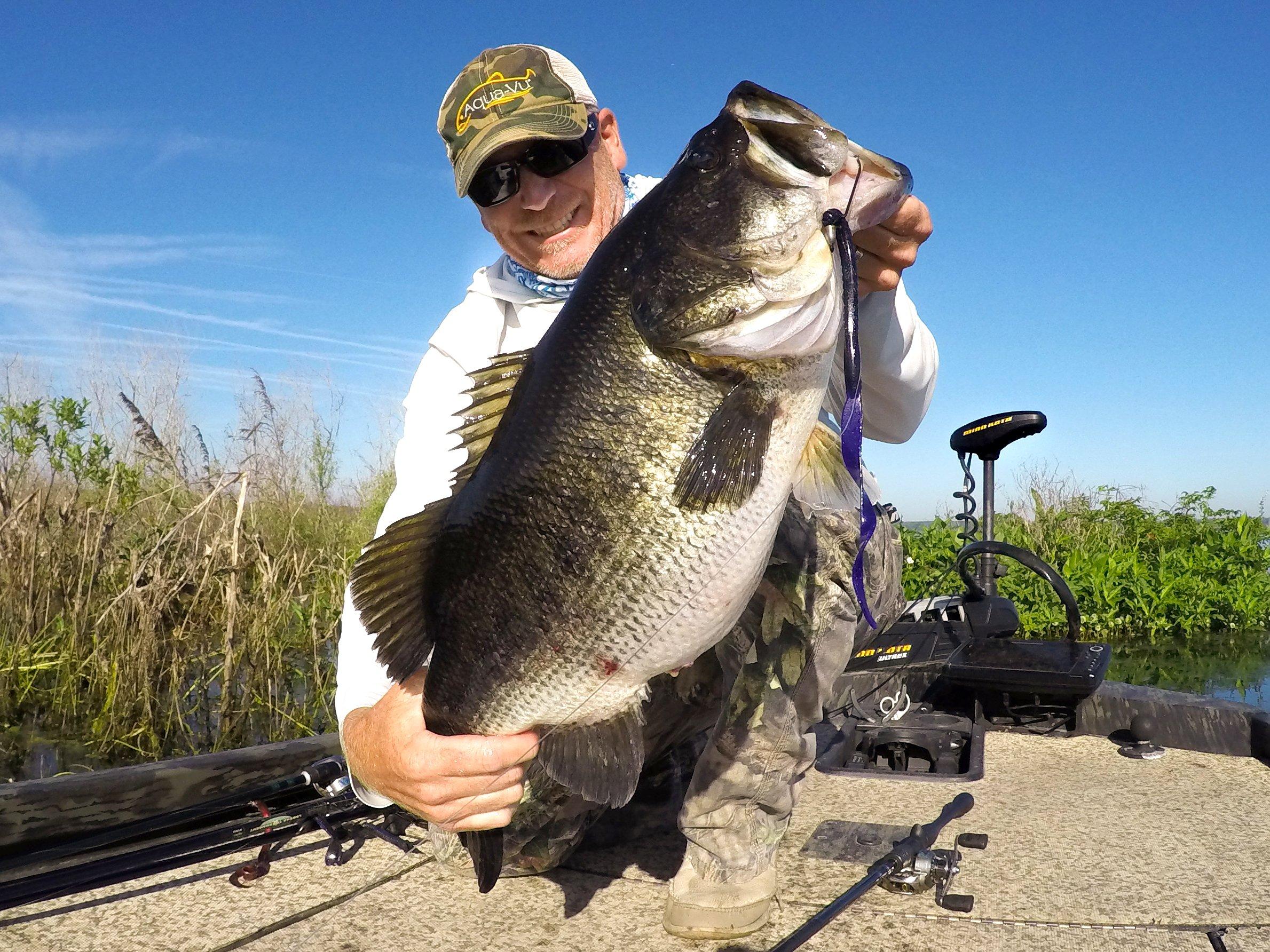 Image: giant_bass_3