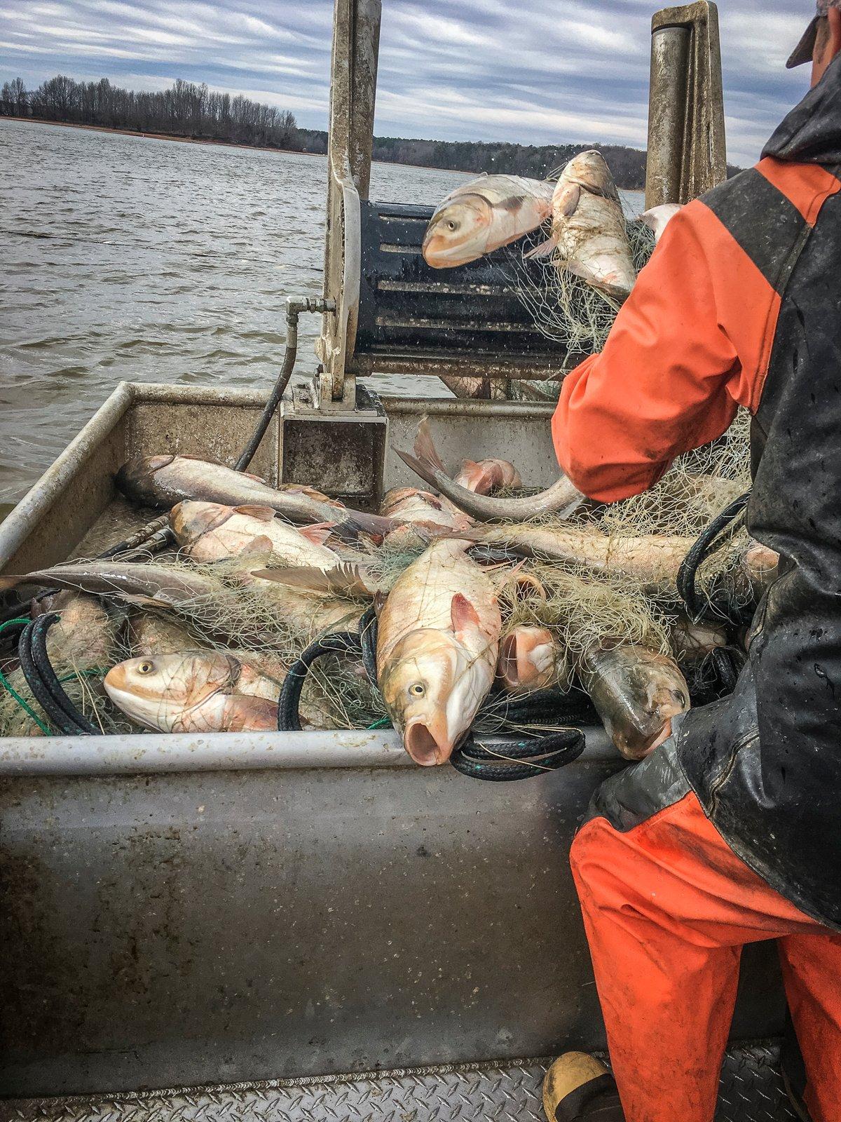 Commercial fishermen use gill nets to catch both bighead and silver carp. Photo by Joshua Tomkins, KDFWR