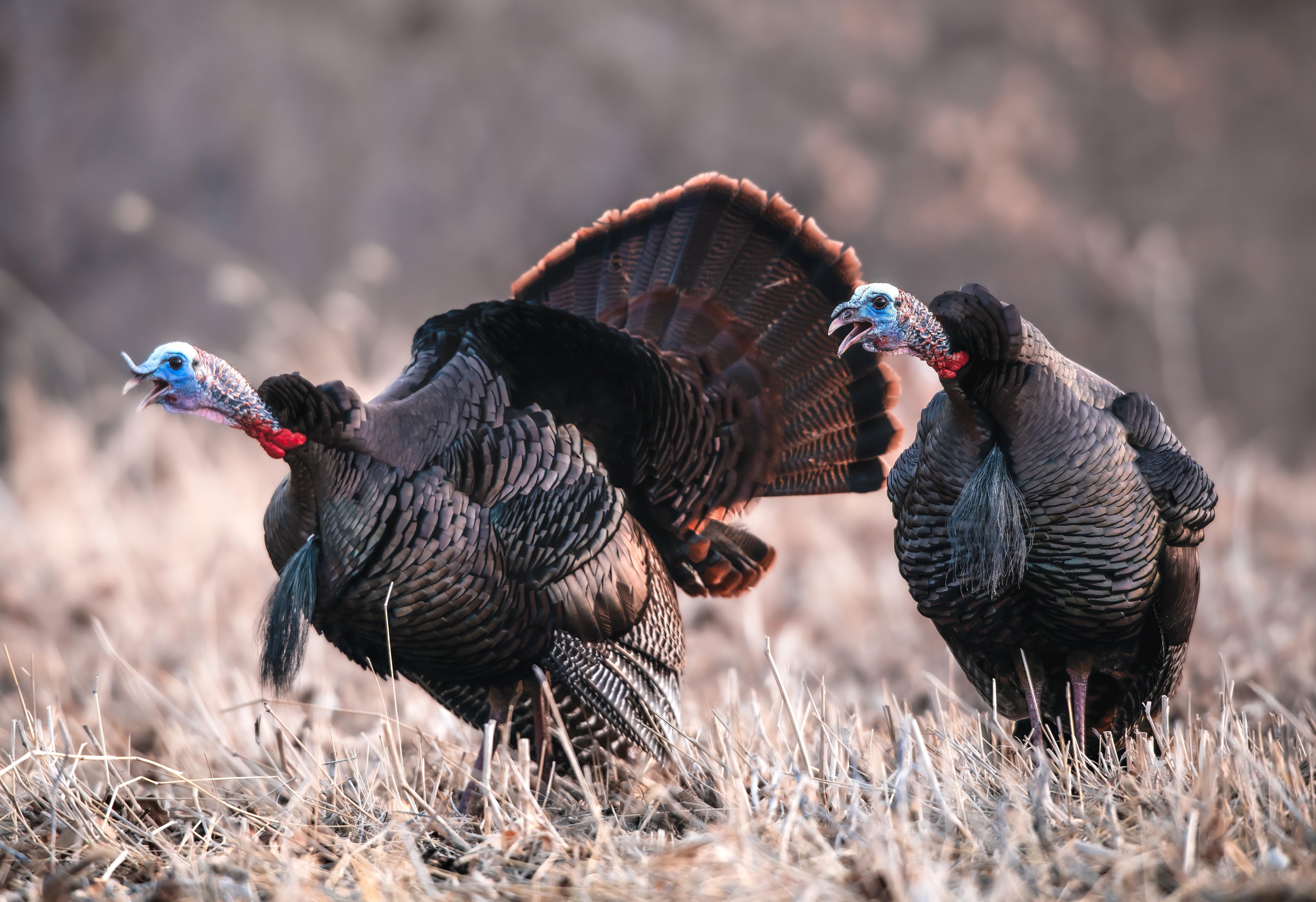 Image: gobble_gobble