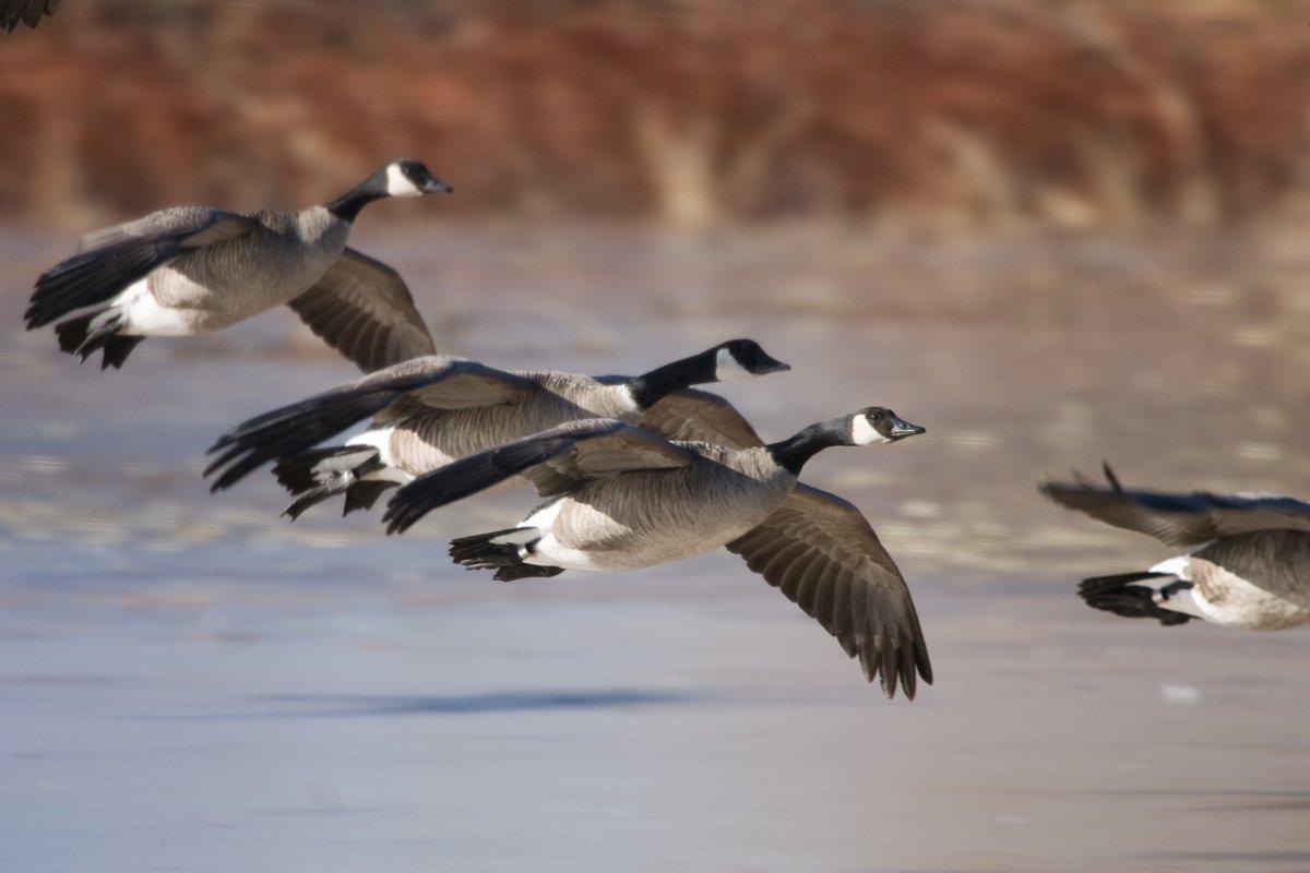 Canada goose discount decoy spreads