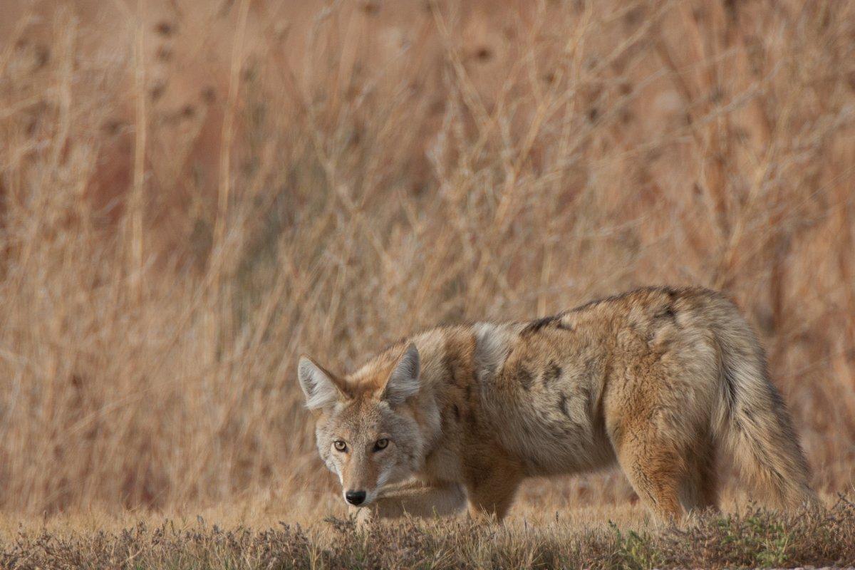 Hunting pressured coyotes? You're not alone. Image by Russell Graves