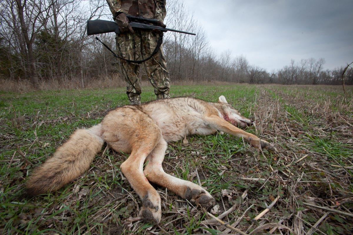 Having trouble calling coyotes? You might be making some of these common mistakes. Image by Russell Graves