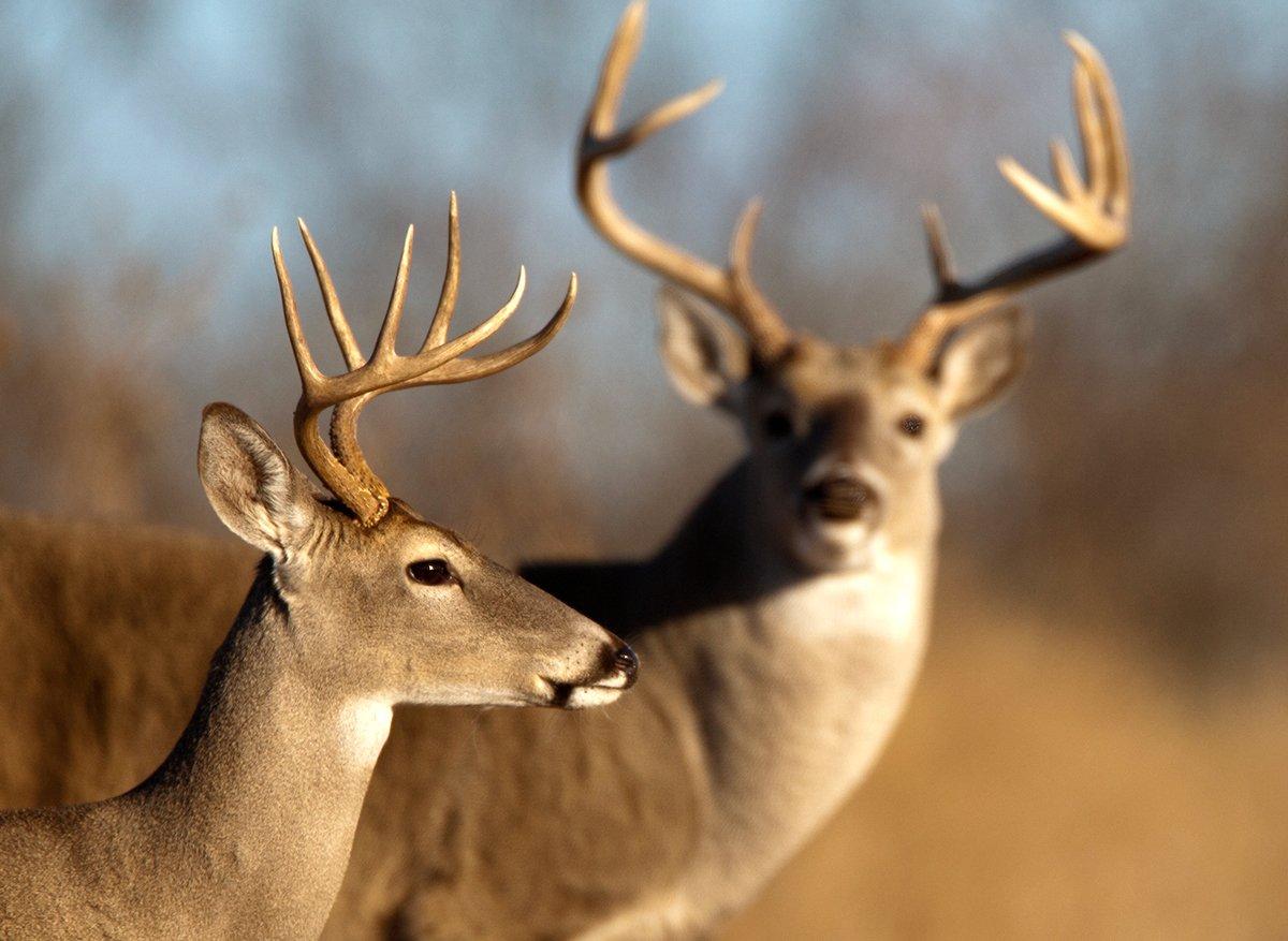 Deer aren't cookie cutter animals. (Russell Graves photo)