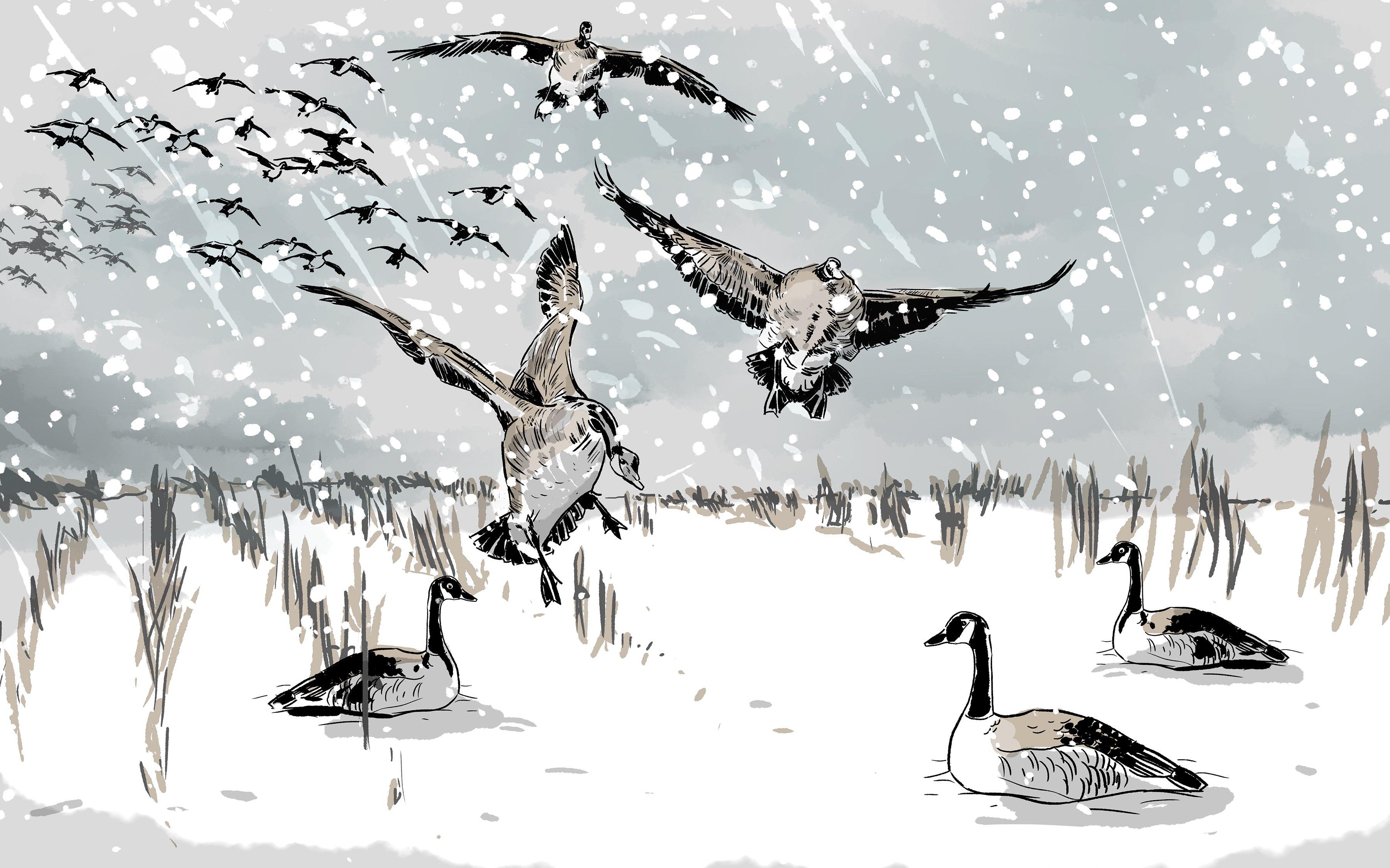 At daybreak, large flocks of honkers lifted off larger waters and headed to the beanfield, barely visible through the snow. Illustration © Ryan Orndorff