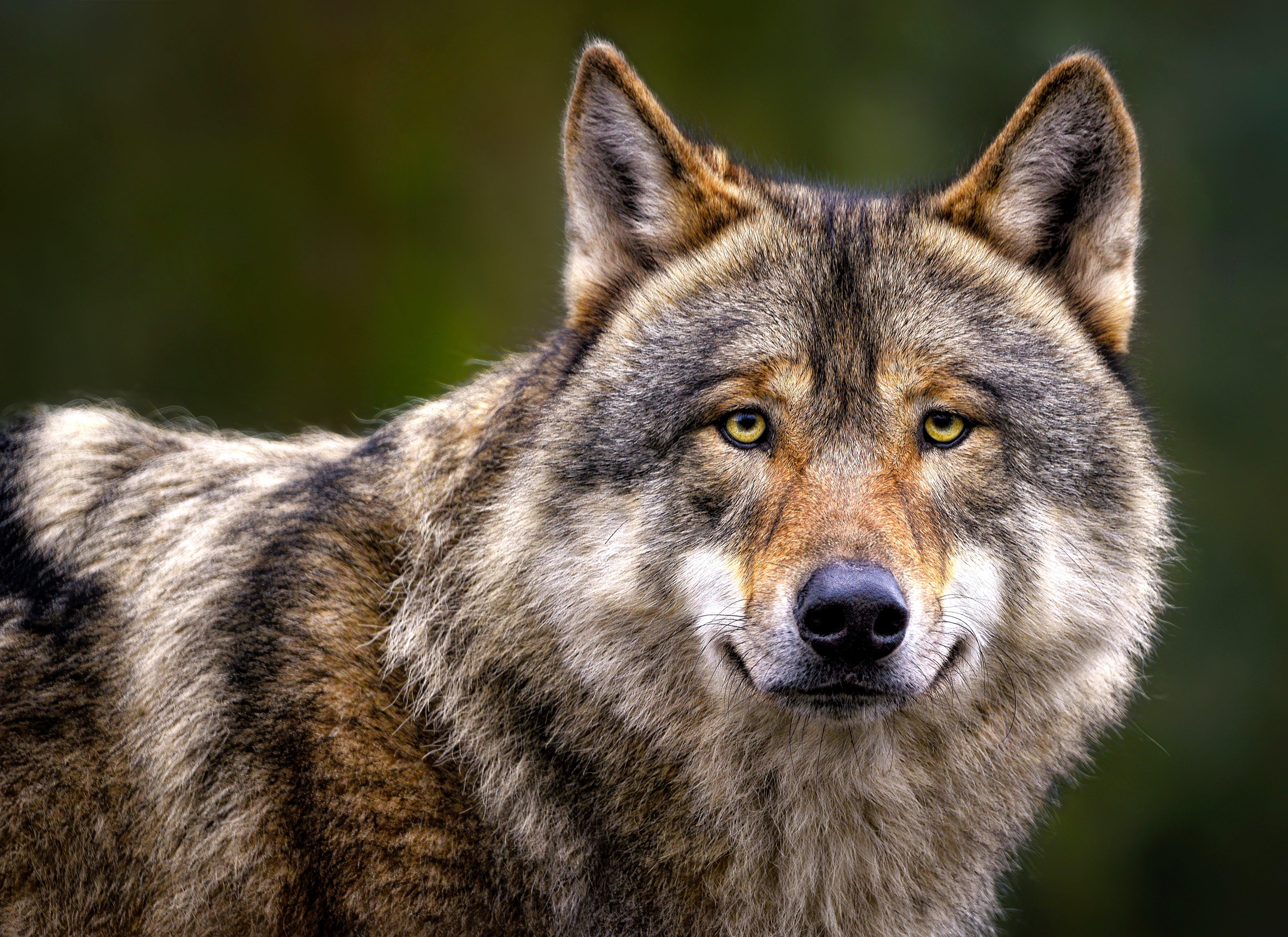 Image: grey_wolf_wisc