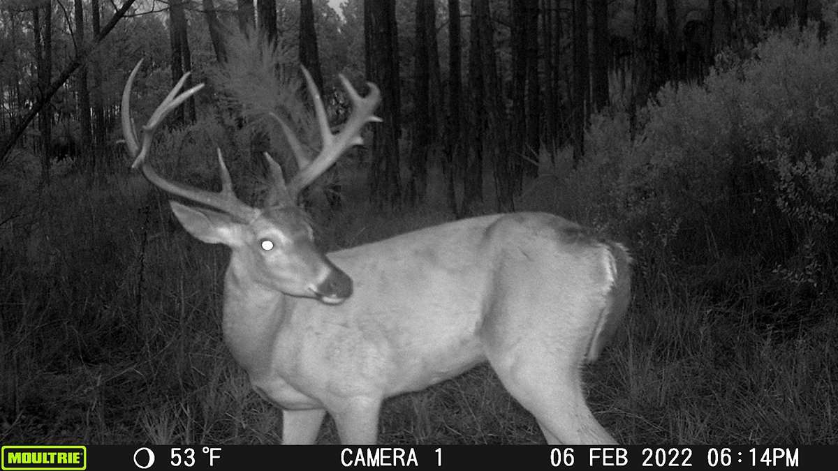 This big whitetail buck lived and died in Citrus County, Florida. Image courtesy of Griffin McClain