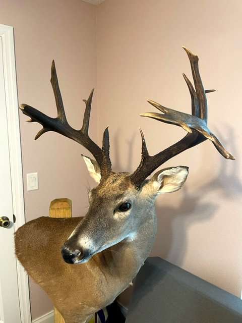 Taken with a compound bow on October 9, 2022, this is an impressive southern whitetail. Image courtesy of Griffin McClain