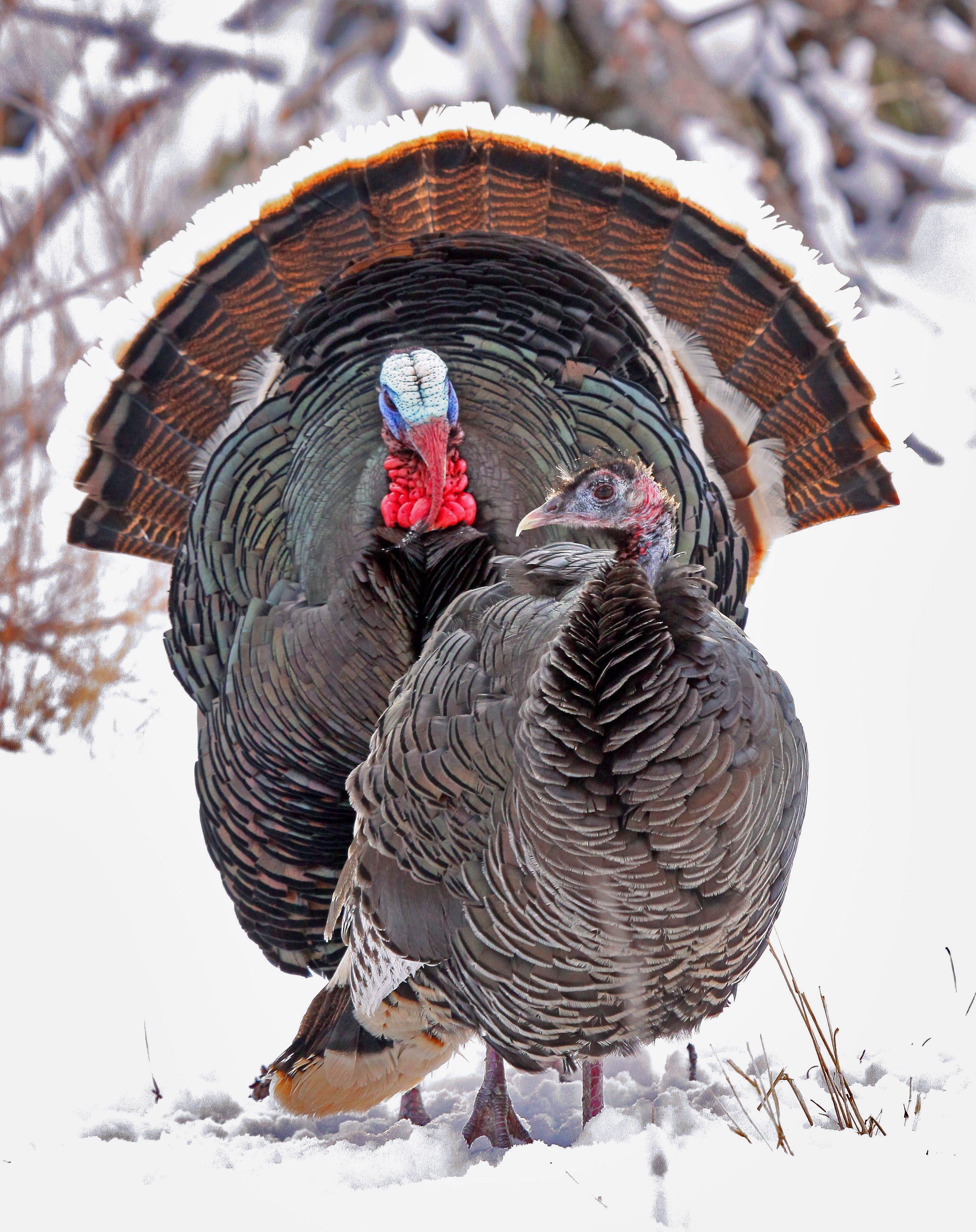 As spring draws near, wild turkeys begin to focus less on food and more on the upcoming breeding season.