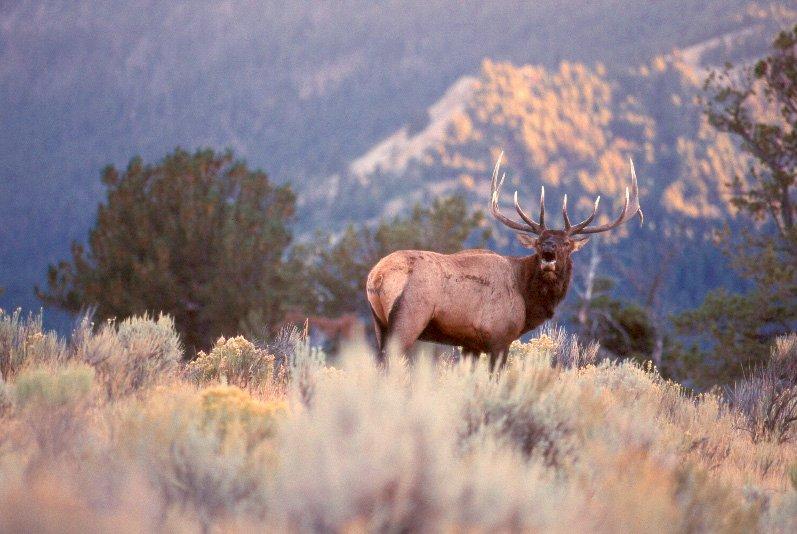 Don't make common elk hunting mistakes that others do. (John Hafner photo)