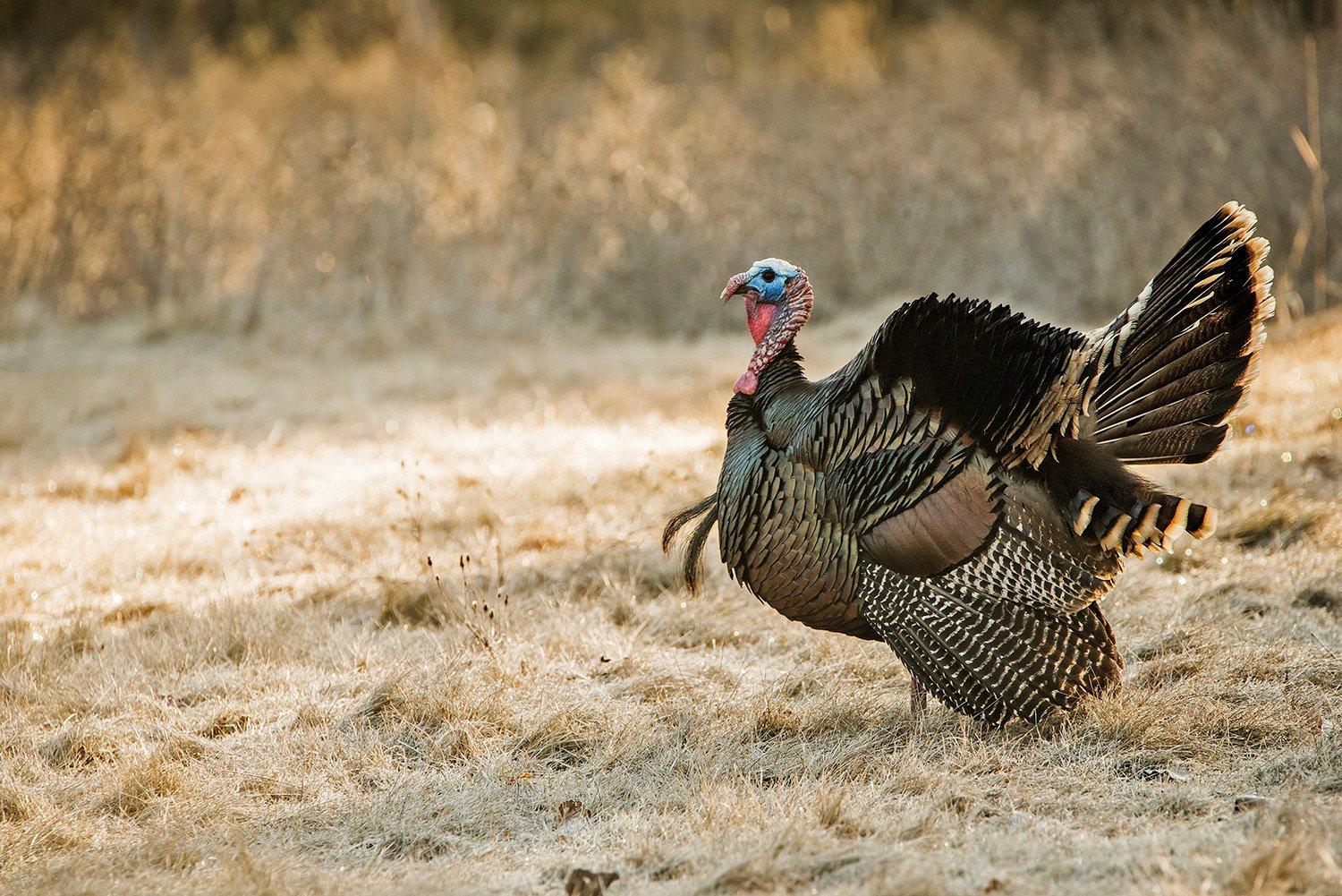 You don't have to be a champion caller to bring a gobbler into range. (johnhafner.photography image)