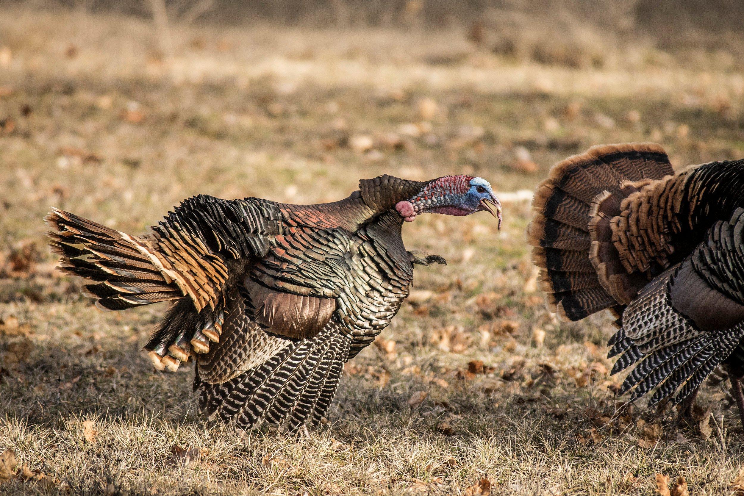 Locator calls pull shock gobbles from birds, but use them sparingly. © John Hafner photo