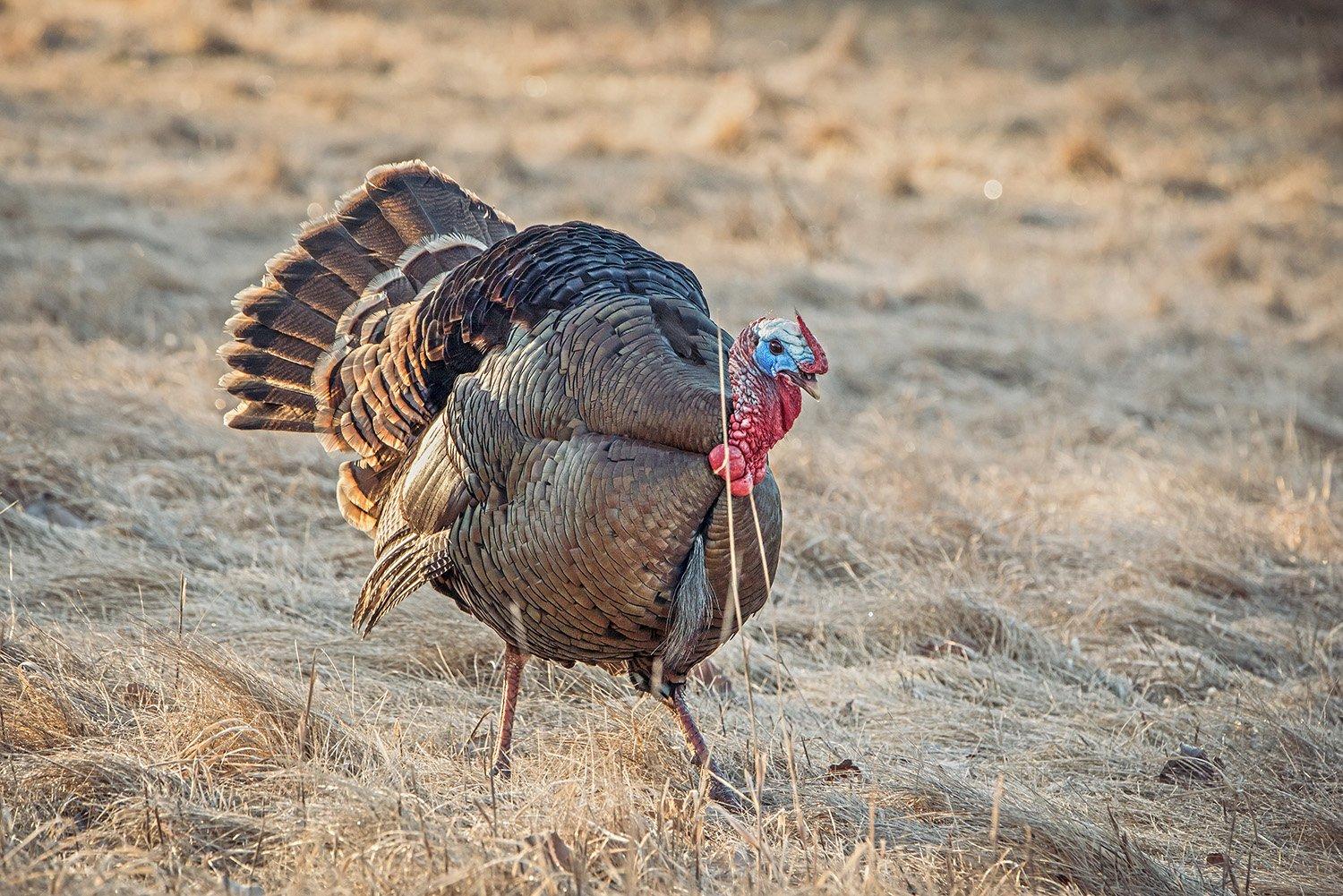 turkey hunting