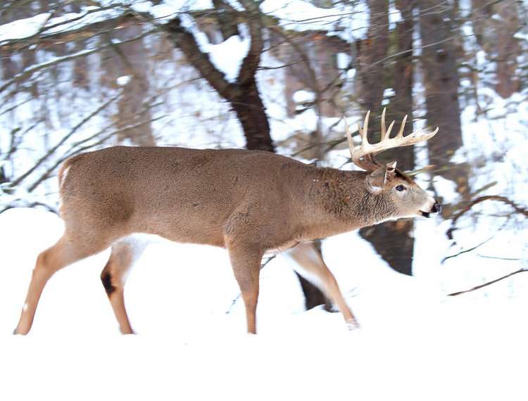 Ohio Poacher Pays Big, CWD Research Continues, and More Deer Hunting News