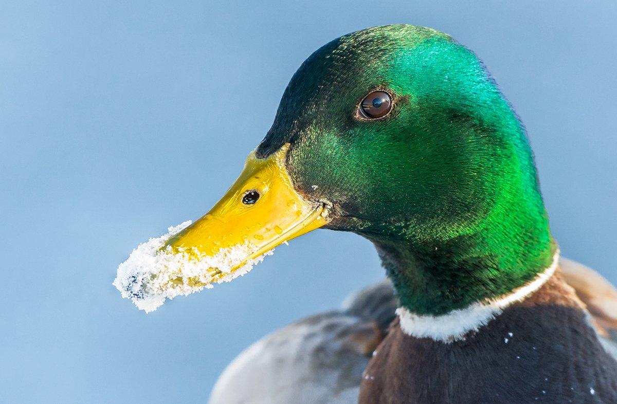 Ducks and other waterfowl are just returning from their wintering grounds, but the USFWS has already released season frameworks for this fall. Photo ©Hannu Rama/Shutterstock.com