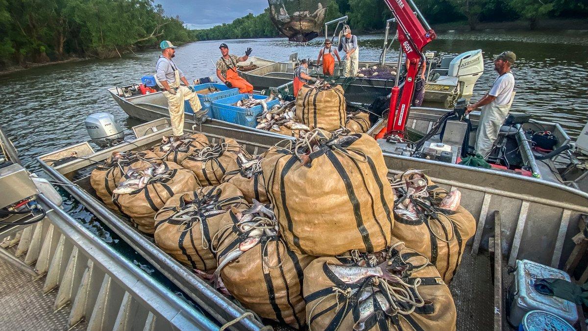 The fish's prolific nature makes it relatively easy to catch large numbers in a short time. Photo by Nathan Eftink, KDFWR