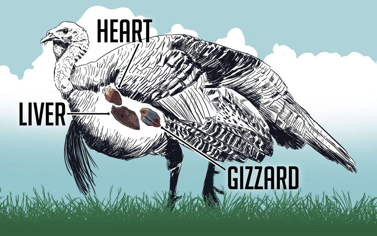 A Step-by-Step Guide to Cleaning a Wild Turkey Gizzard - Realtree Camo