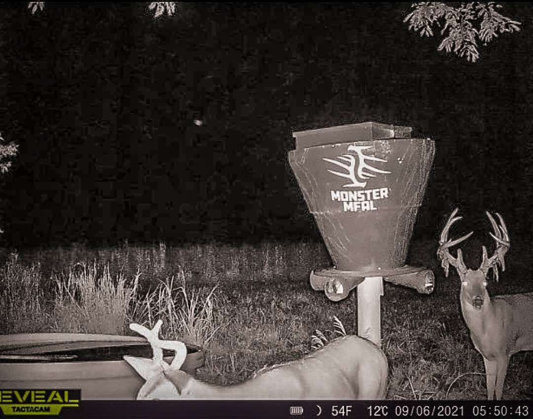 This buck was a regular. After patterning the deer, it was time to move in and hunt this Midwestern giant. Image by Double Nickel Outfitters