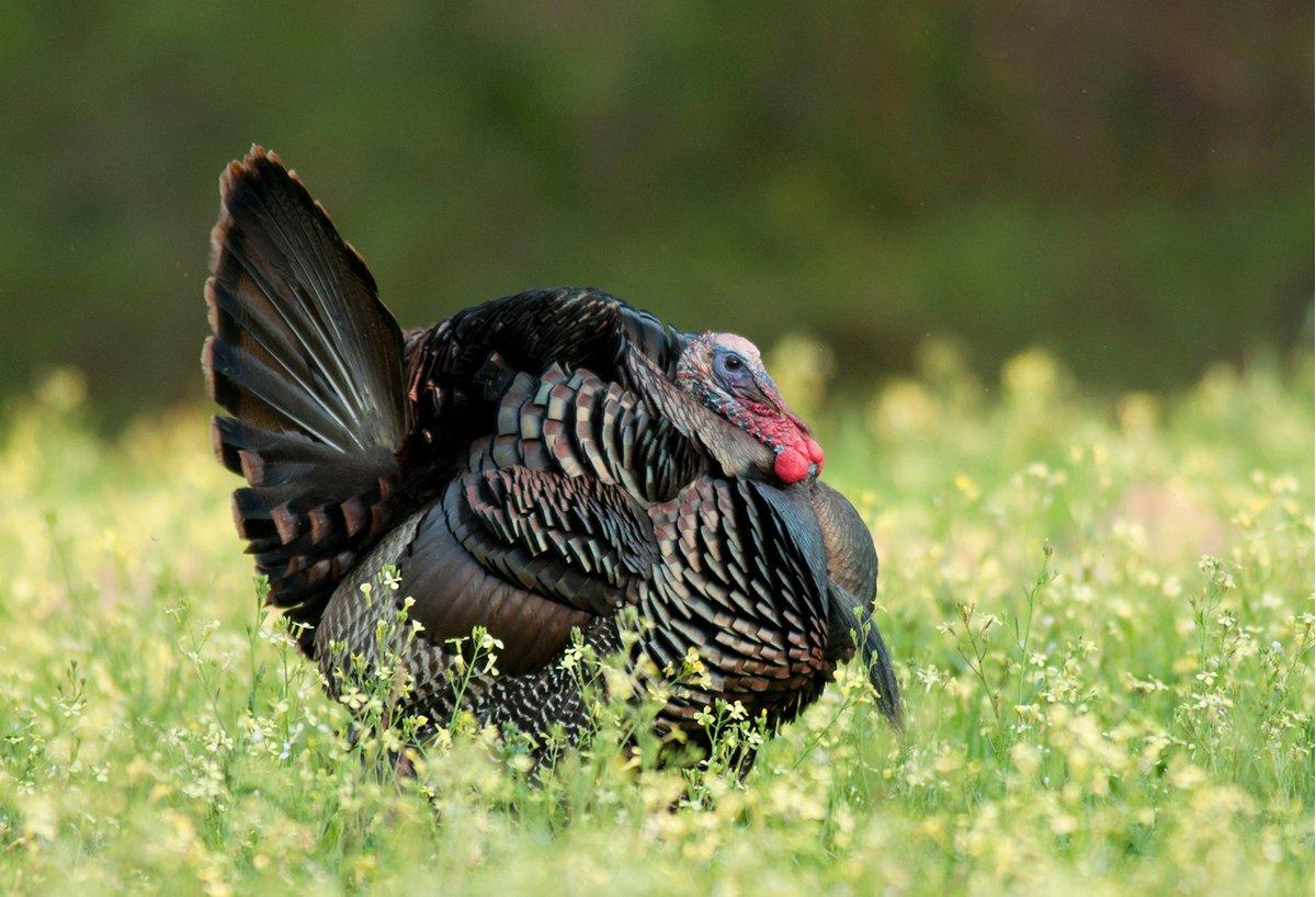 This is one big wild turkey. (c) John Hafner photo