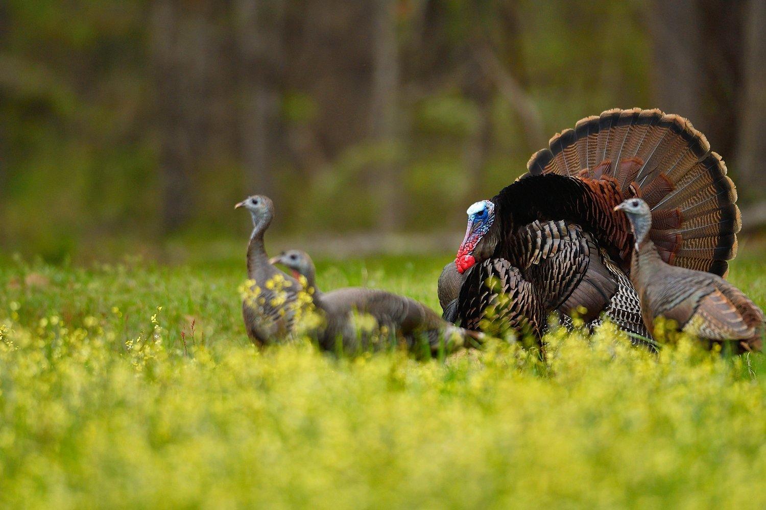 Hatch your plan and break up this party. © Tes Randle Jolly photo