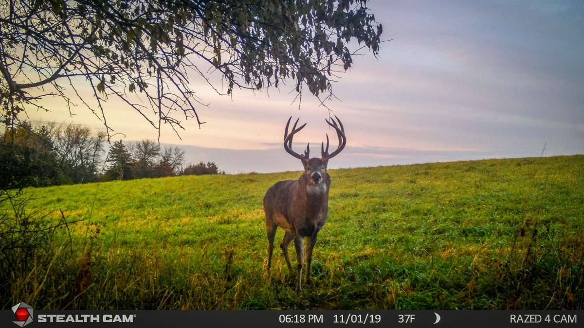 Although the one-eyed buck was primarily a nighttime visitor to Holder's trail cameras, he captured this daytime image of the bruiser on November 1. (Photo courtesy of David Holder)